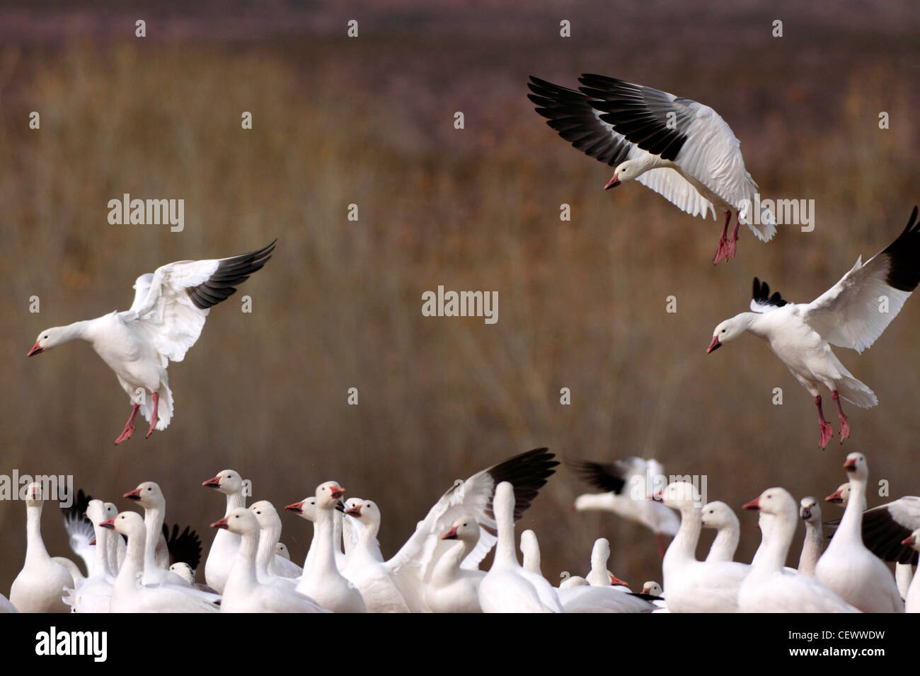 Schneegänse Landung, Bosque del Apache, New-Mexico-USA Stockfoto