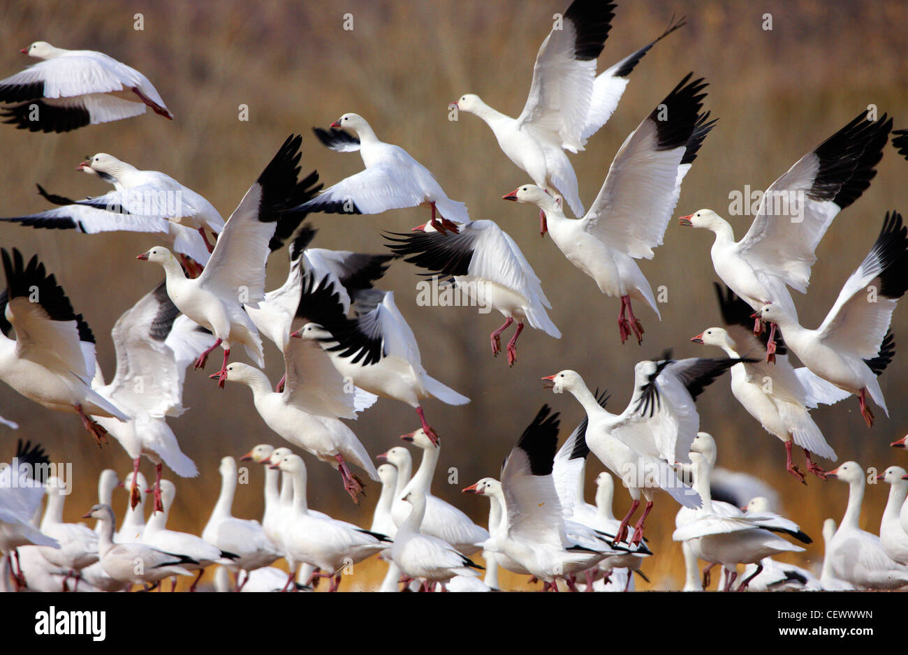 Schneegänse Bosque del Apache, New-Mexico USA fliegen Stockfoto