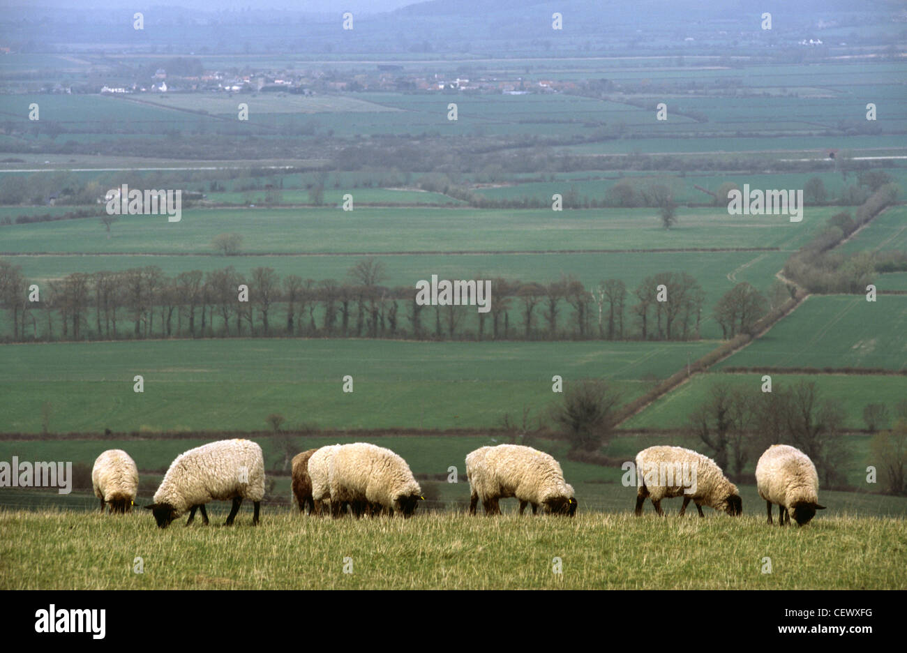 Schafbeweidung in einem Feld in Ufferton, Oxfordshire. Stockfoto