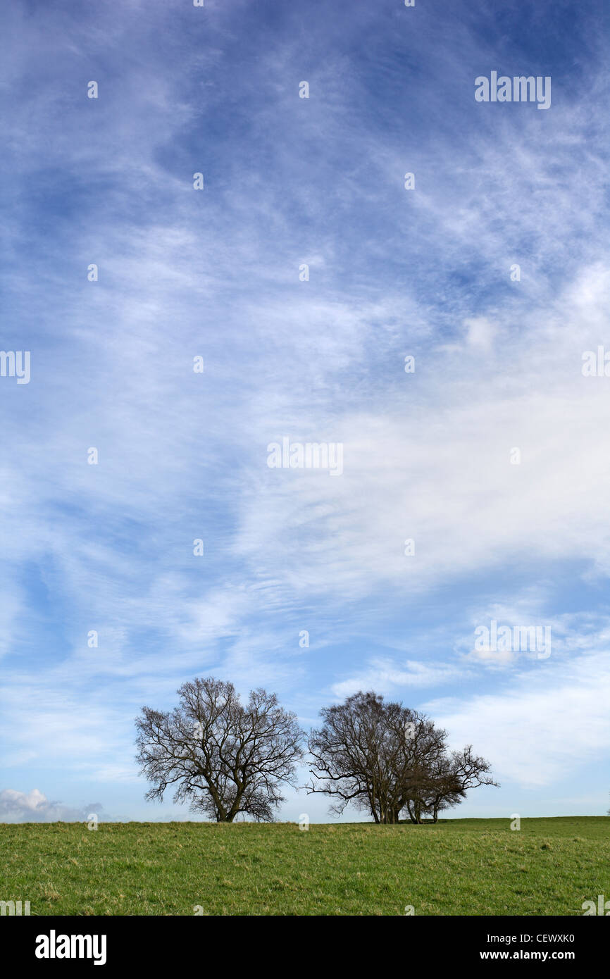 Zwei Bäume in offenen Feldern unter einem Clearing-Himmel. Stockfoto