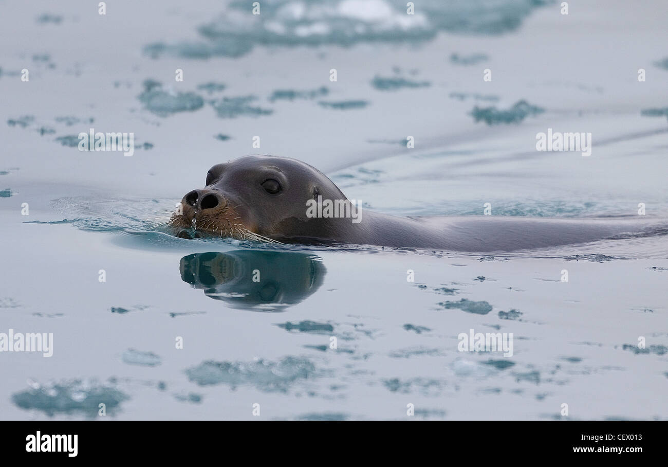 Bärtige Siegel schwimmen, Spitzbergen, Norwegen Stockfoto