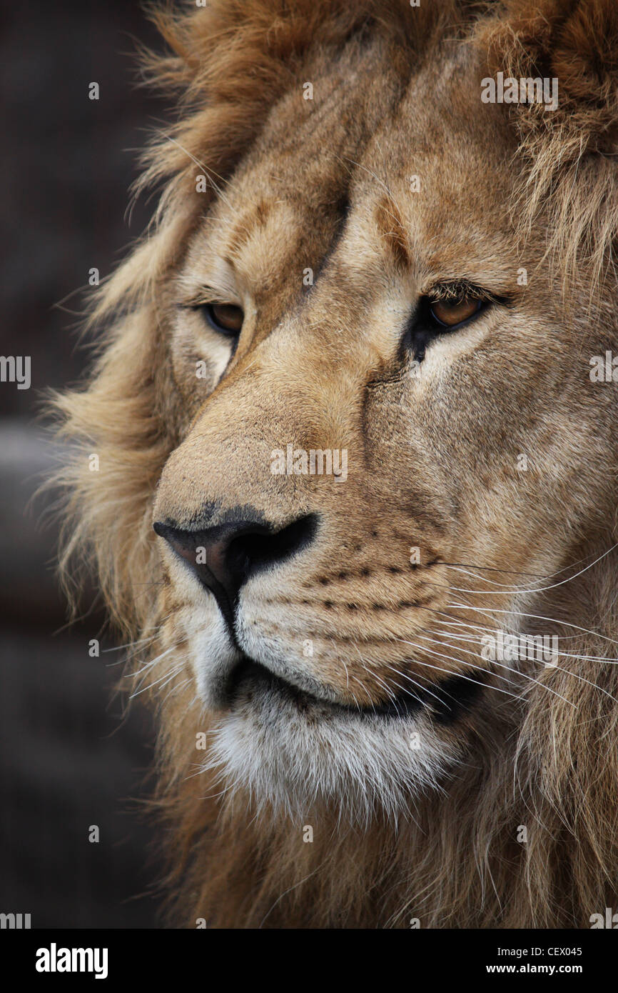 Große schöne Löwe Porträt Stockfoto