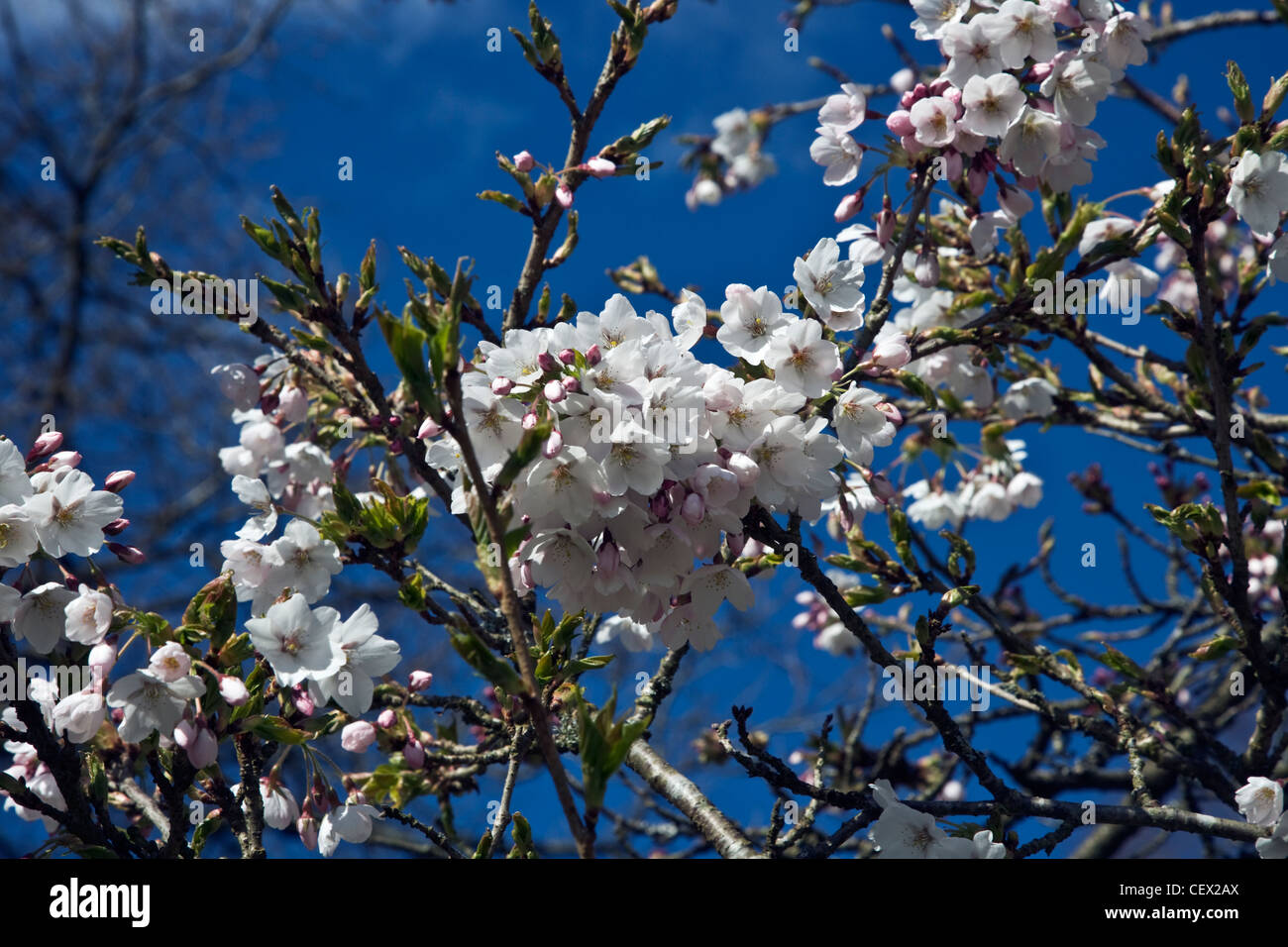 Weiße Yoshino Cherry Blossom (Prunus X Yedoensis Shidare Yoshino) vor einem tiefblauen Himmel. Stockfoto