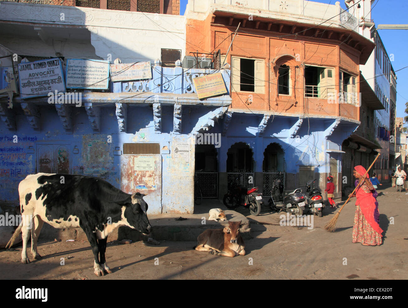 Indien, Rajasthan, Jodhpur, Altstadt, Straßenszene, heilige Kühe, Kehrmaschine, Stockfoto
