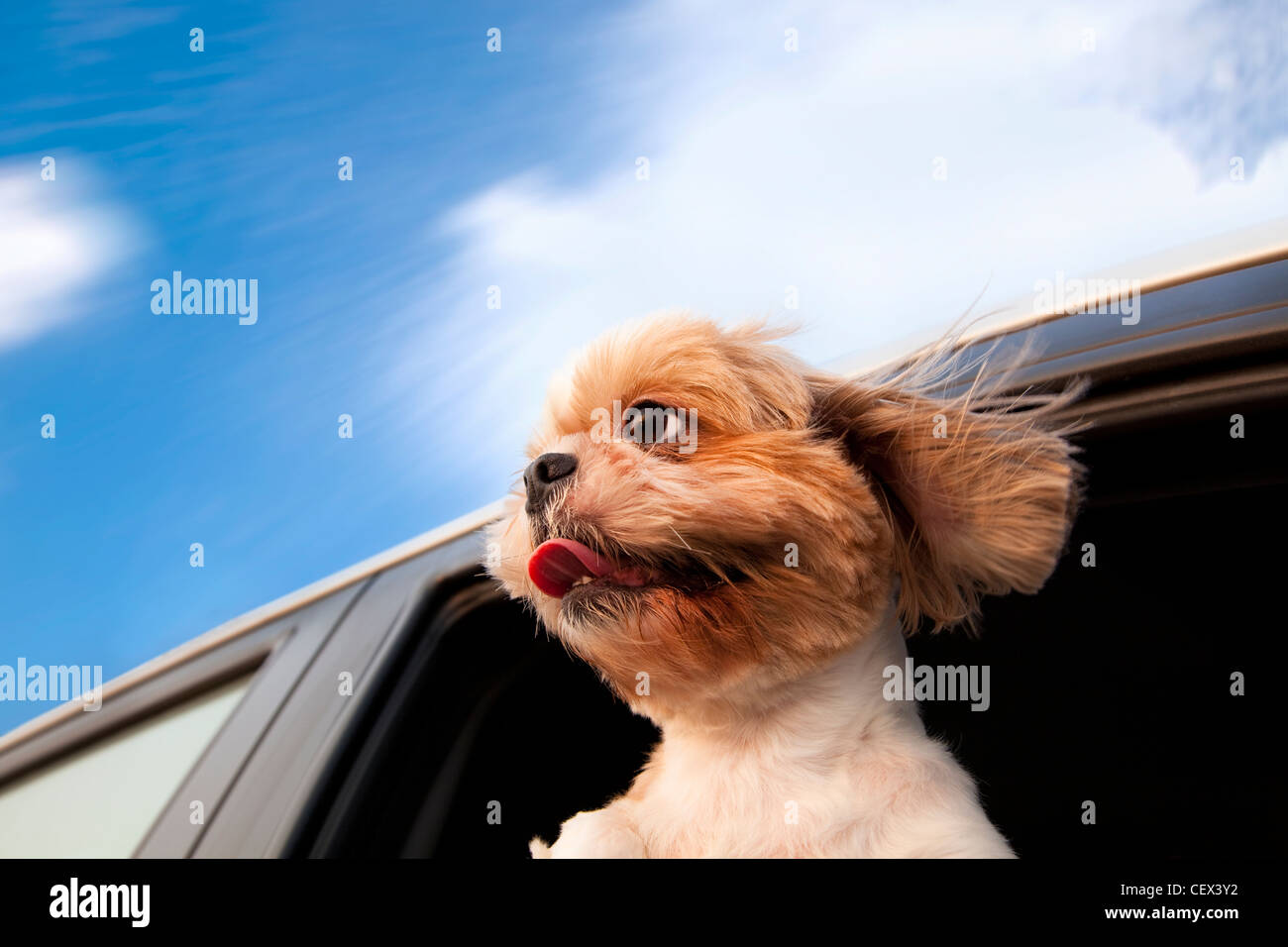 Hund in einem Auto-Fenster und genießen Sie die Fahrt Stockfoto