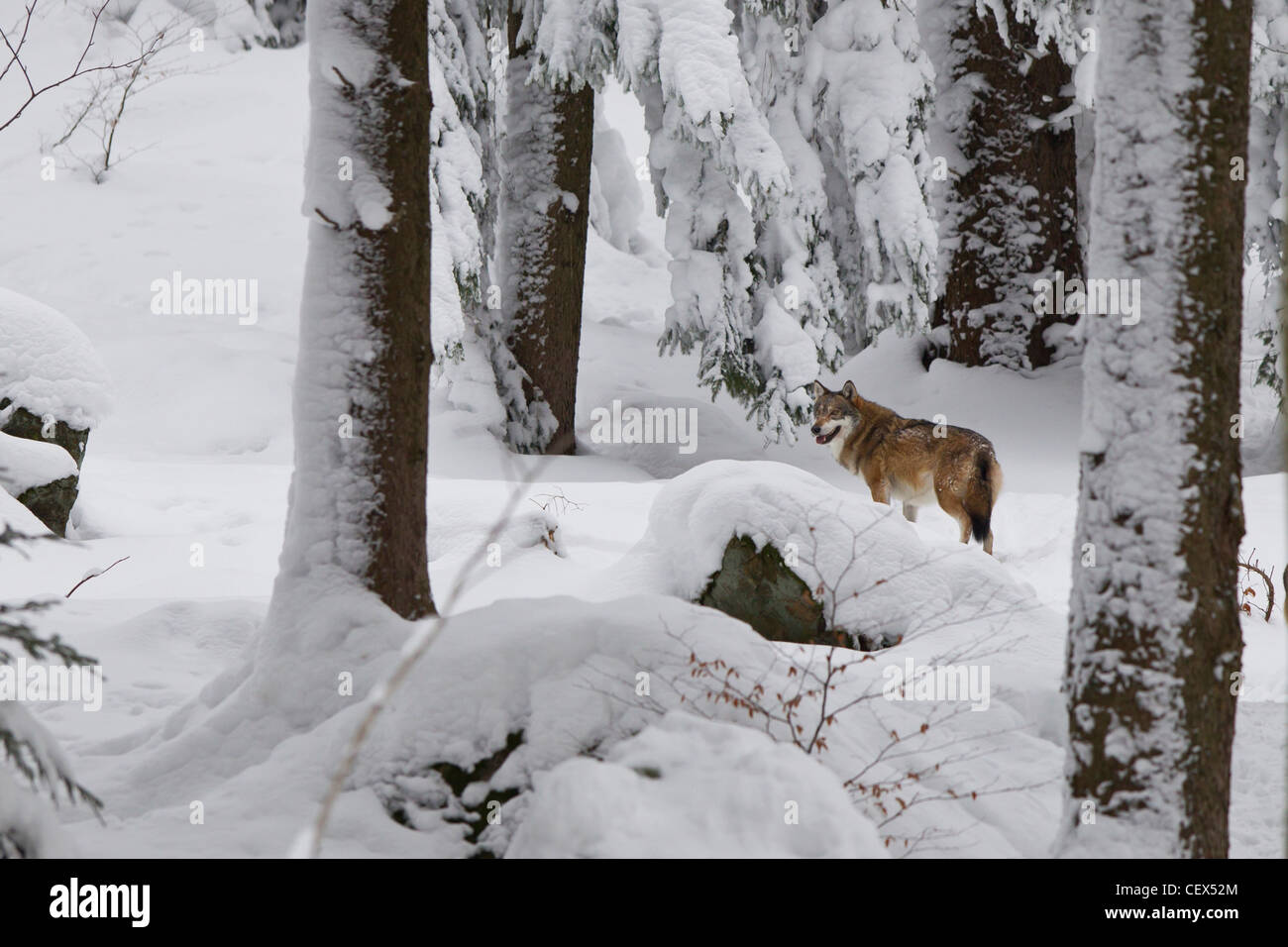 Wolf, Canis lupus, grauer Wolf Stockfoto