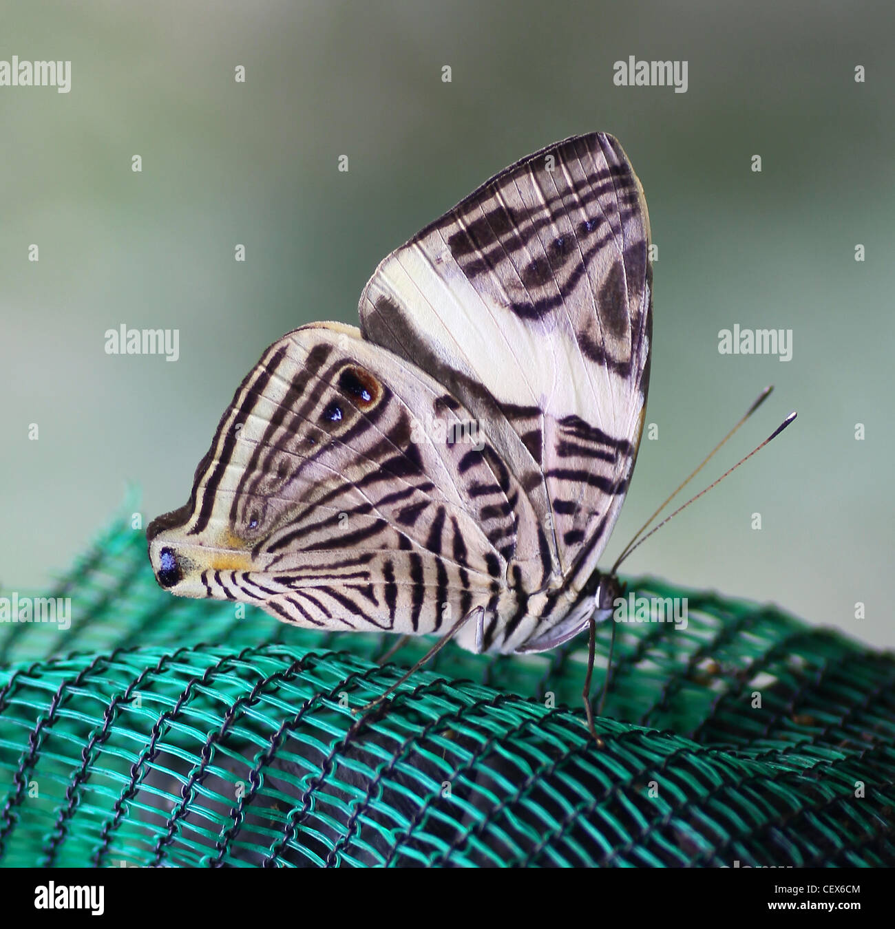 Schmetterling der Dirce Schönheit, auch bekannt als Mosaik oder Zebra Mosaik, (Colobura Dirce) Costa Rica Mittelamerika Stockfoto
