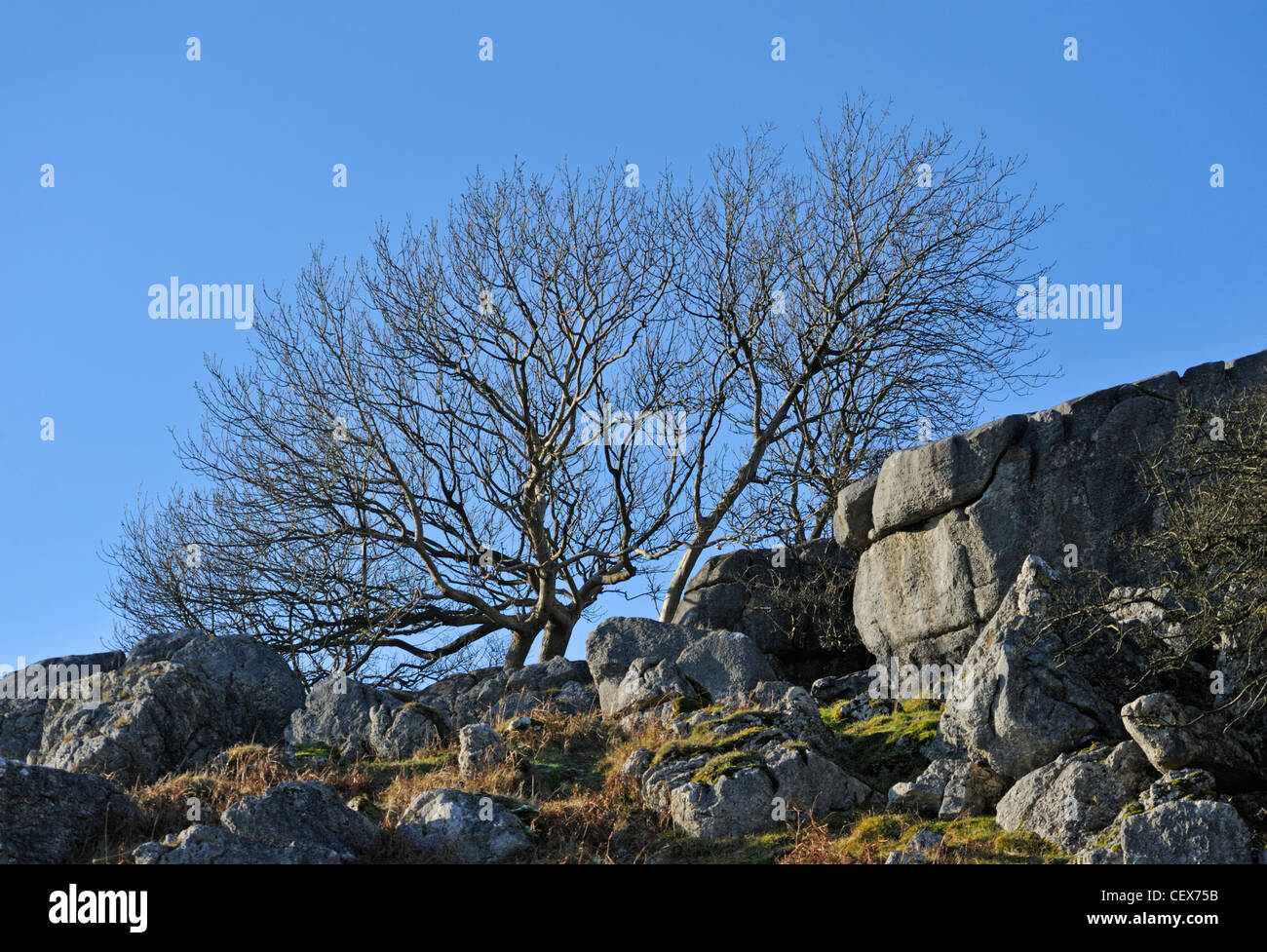 Wind verzerrt Bäume auf Kalkstein Felsen im Winter. Newbiggin Klippen, Holme, Cumbria, England, Vereinigtes Königreich, Europa. Stockfoto