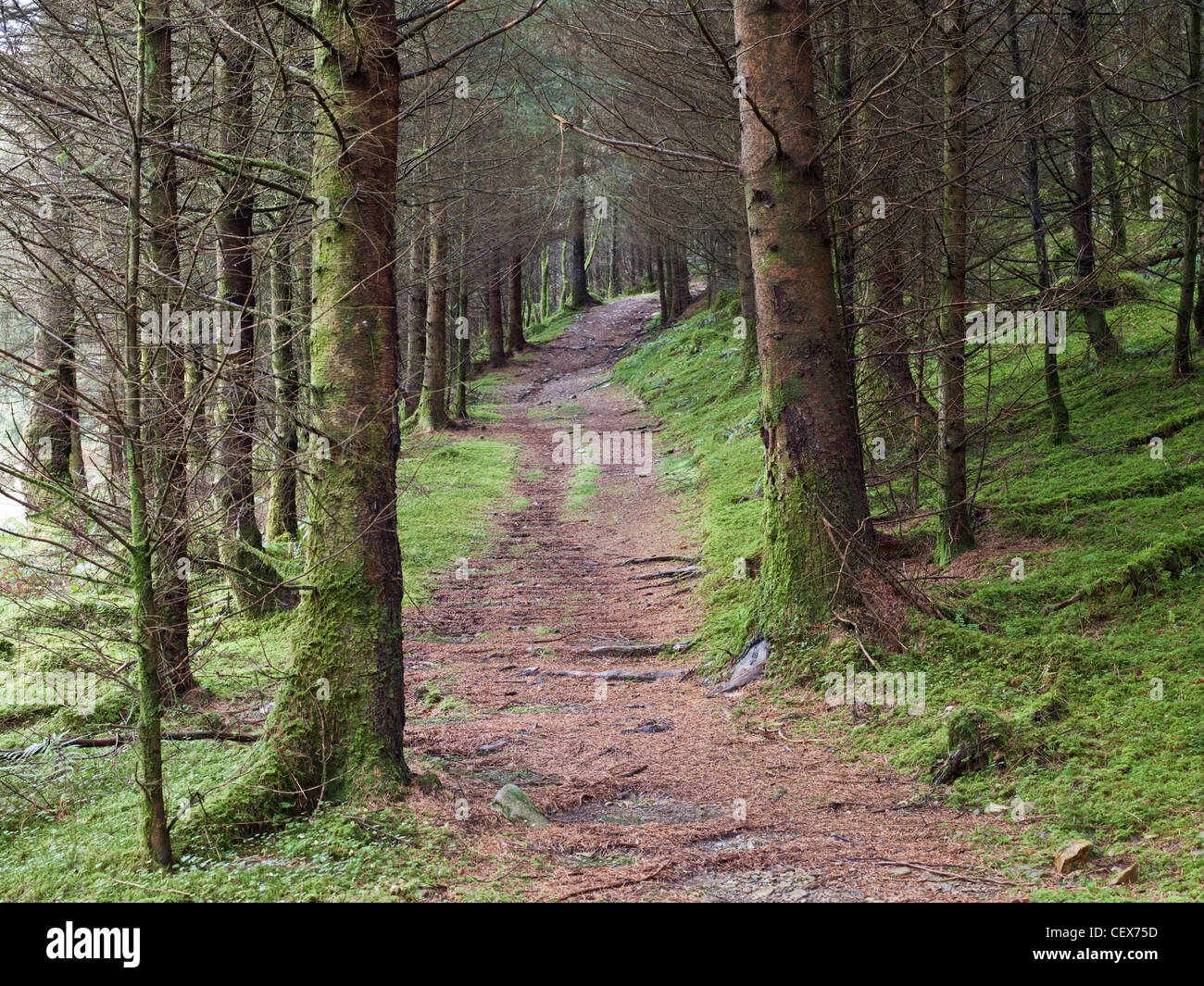 Wanderweg im Coed-y-Brenin Forest Park, Heimat einiger der besten Mountainbike im Vereinigten Königreich. Stockfoto