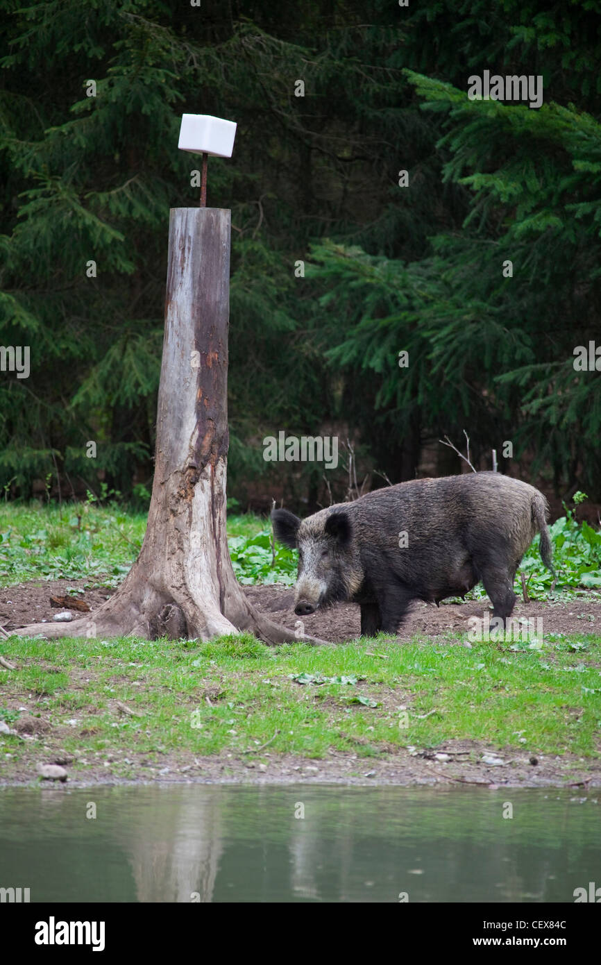 Wildschwein (Sus Scrofa) Sau bei Salt Lick in Pinienwald, Deutschland Stockfoto