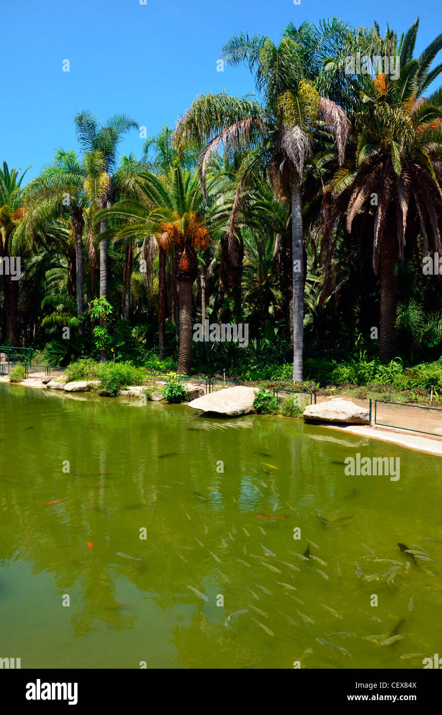 Tropischer Garten mit Wasserbecken Stockfoto