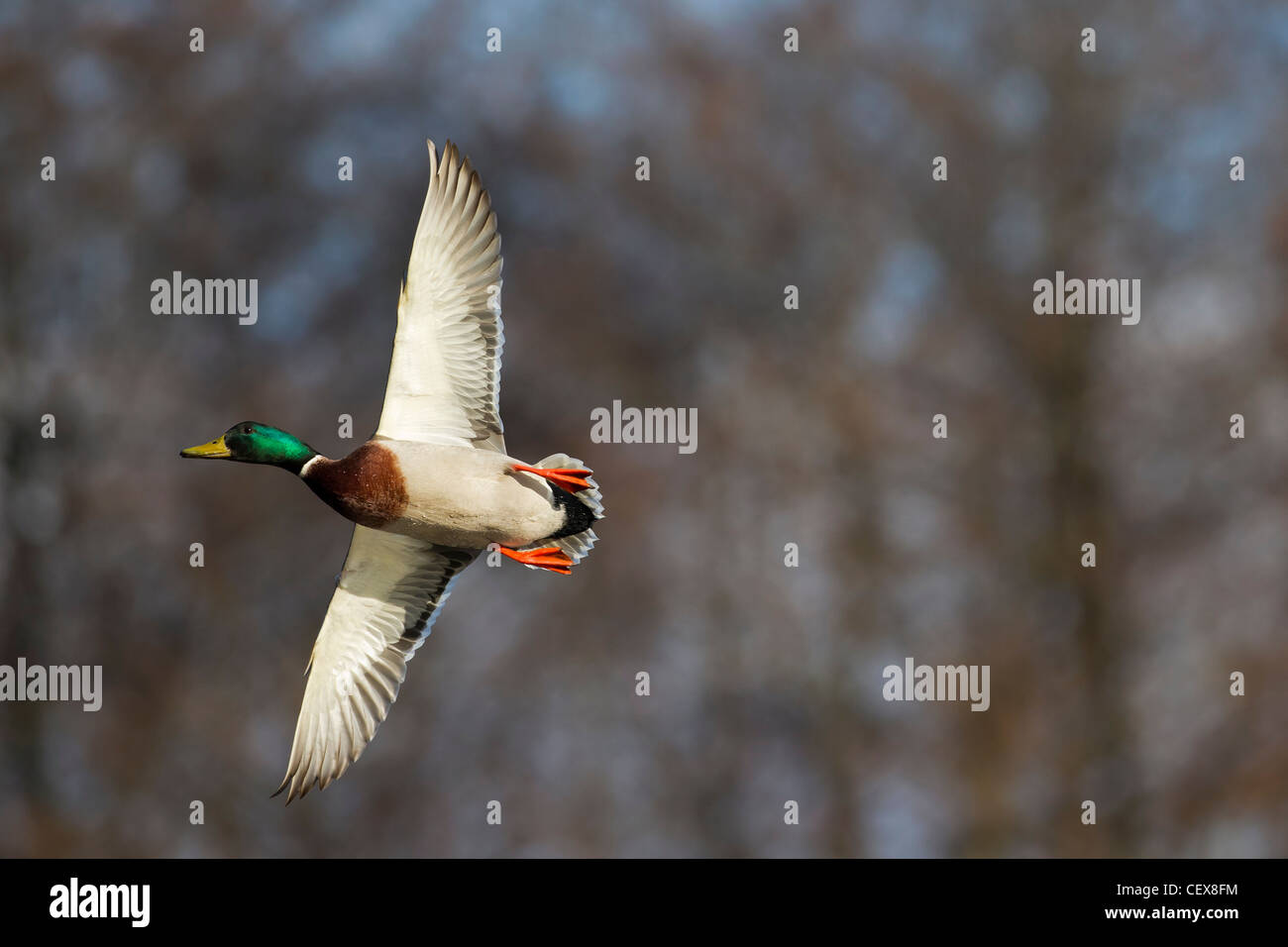 Stockente / Stockente (Anas Platyrhynchos) Drake im Flug über See Stockfoto