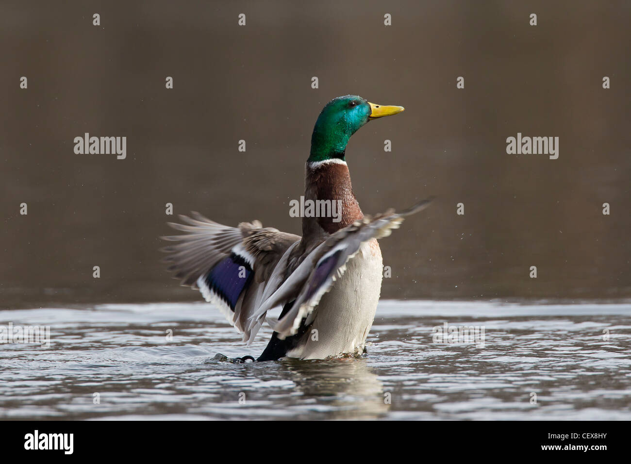 Stockente / Stockente (Anas Platyrhynchos) Drake Flügelschlag auf See Stockfoto