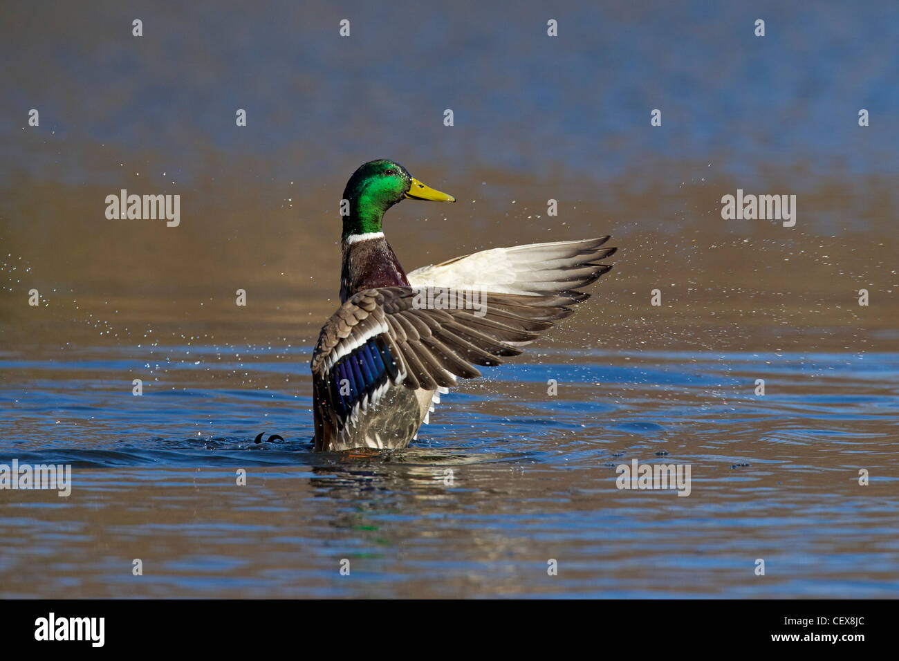 Stockente / Stockente (Anas Platyrhynchos) Drake Flügelschlag auf See Stockfoto