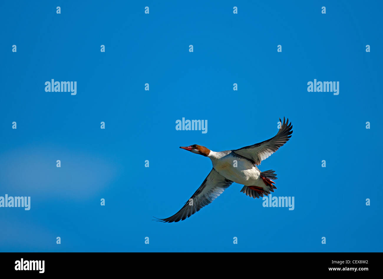 Gemeinsamen Prototyp Mergus Prototyp Ente im Flug.  SCO 8042 Stockfoto