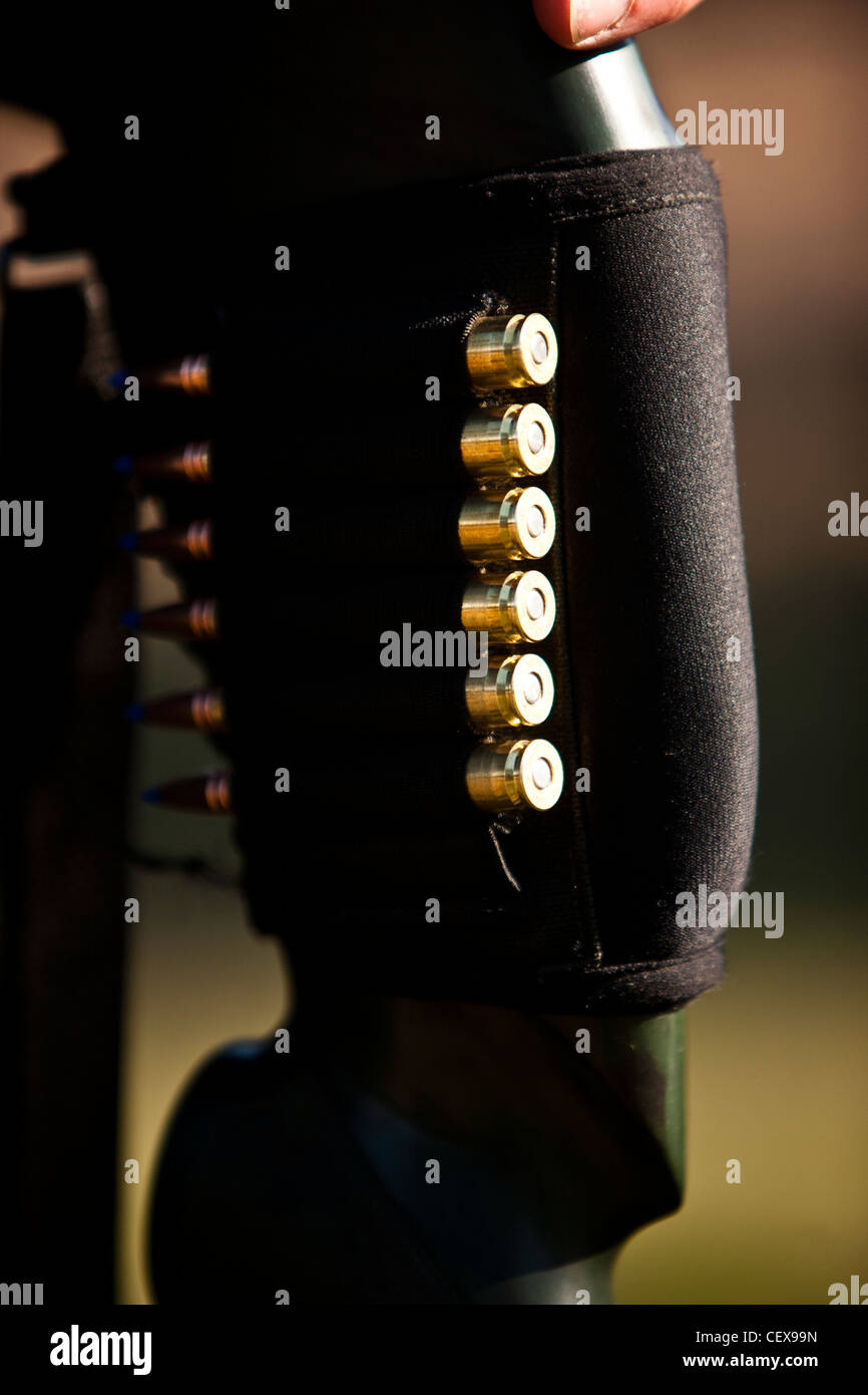 Kugeln für die Hirschjagd in Thetford Forest, UK, UK Stockfoto