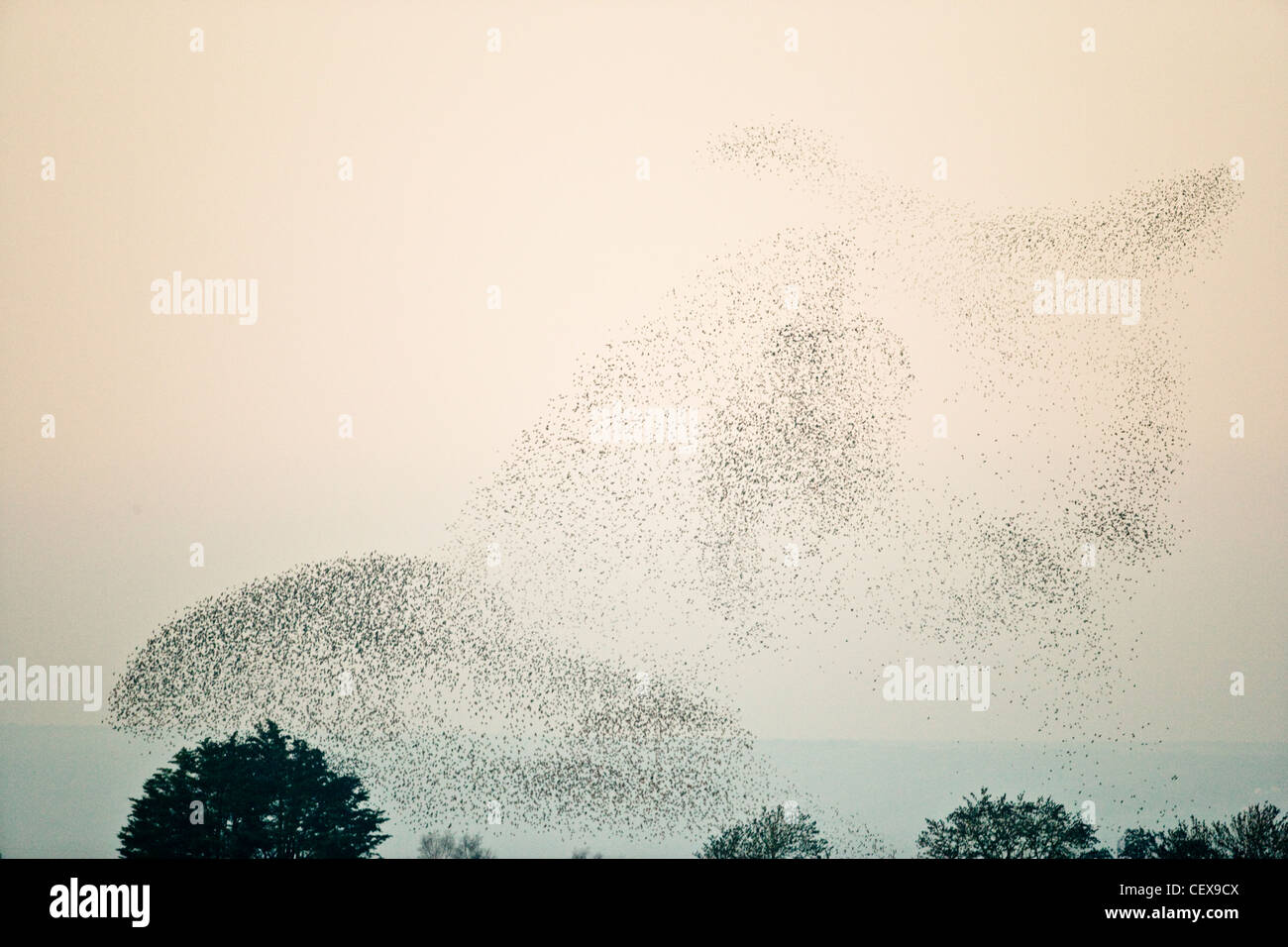 Herde von gemeinsamen Starling, Sturnus Vulgaris, anzeigen Antenne Muster vor Stählen in den Schilf Betten, Somerset Levels. Stockfoto