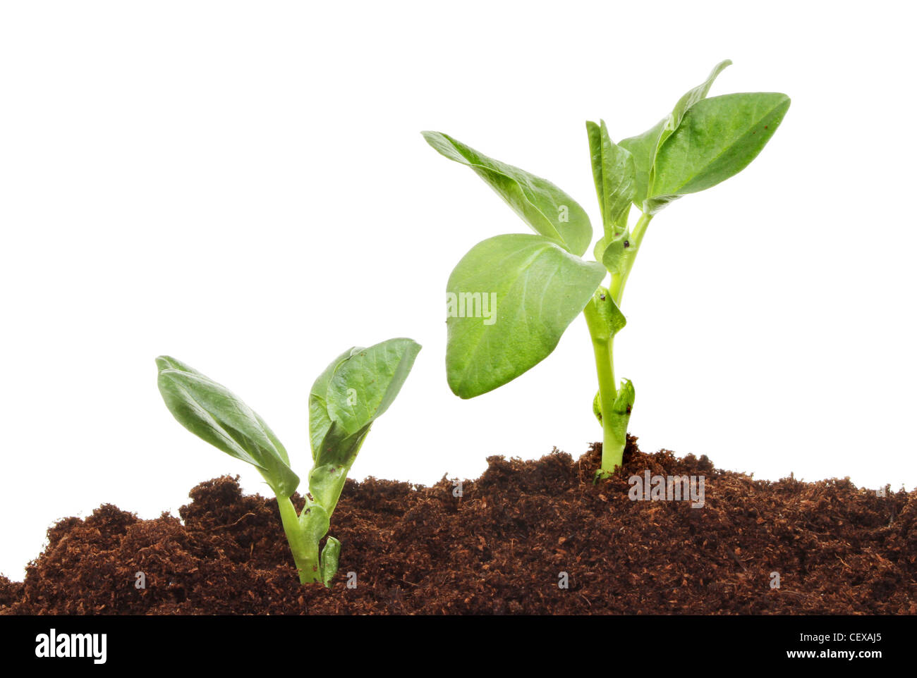 Nahaufnahme von zwei Bohnen Gemüse Sämlinge im Boden vor einem weißen Hintergrund Stockfoto