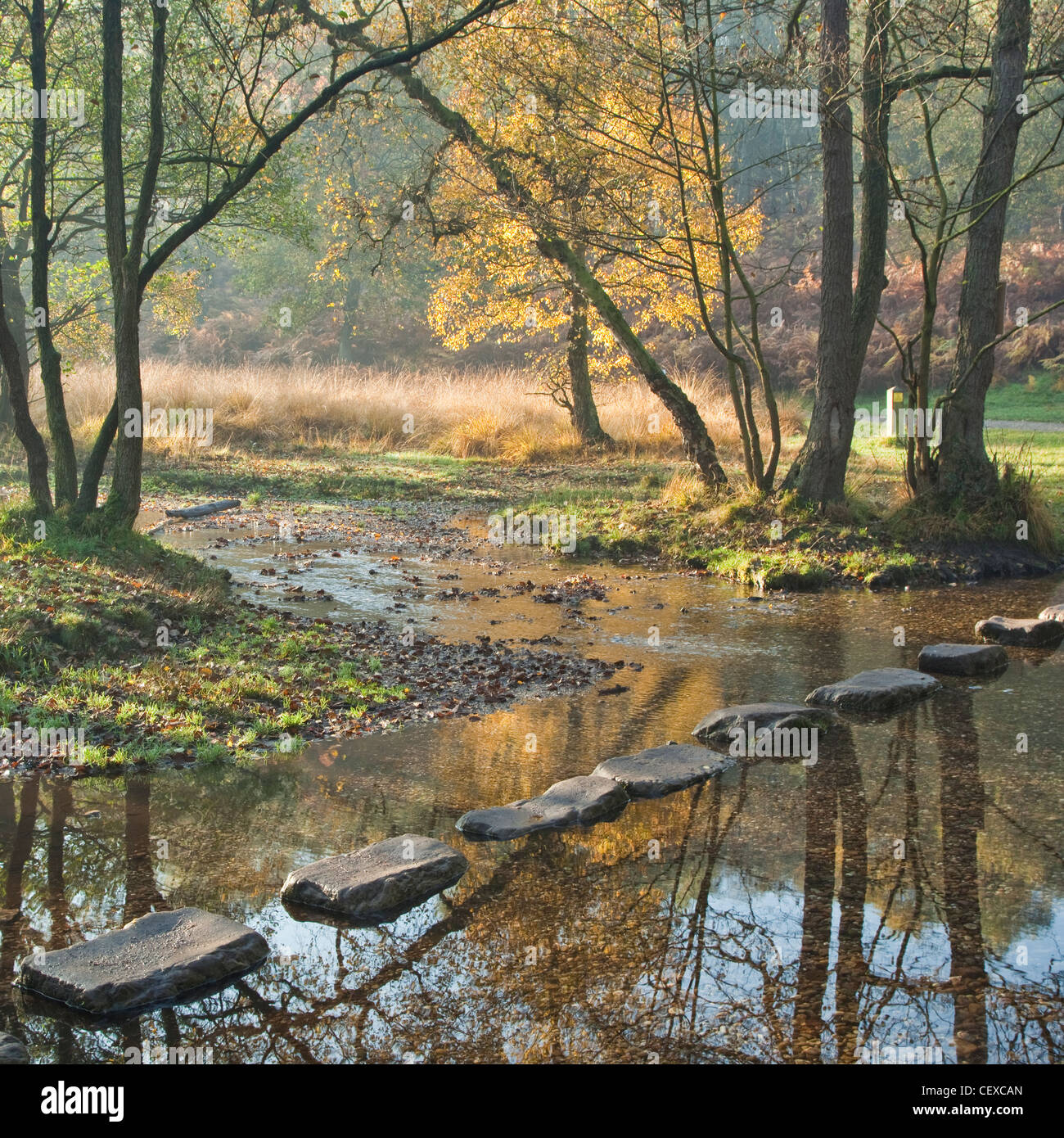 Herbst Stepping Stones über Sher Brook, Sherbrooke Tal, Cannock Chase AONB (Gebiet von außergewöhnlicher natürlicher Schönheit) Stockfoto