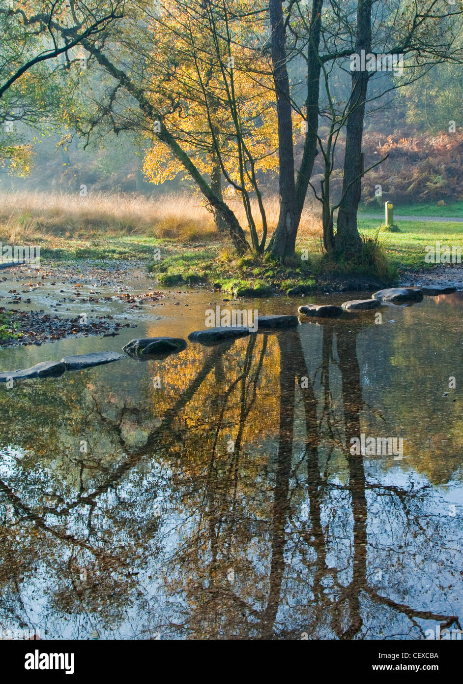 Herbst Stepping Stones über Sher Brook, Sherbrooke Tal, Cannock Chase AONB (Gebiet von außergewöhnlicher natürlicher Schönheit) Stockfoto