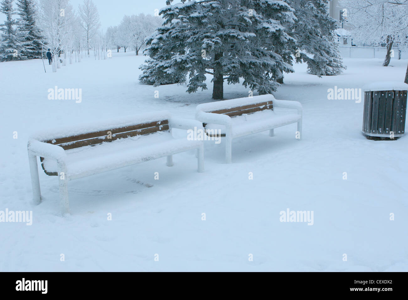 Winter-Szenen aus Calgary, Alberta, Kanada.  Parkbänke und evergreens Stockfoto