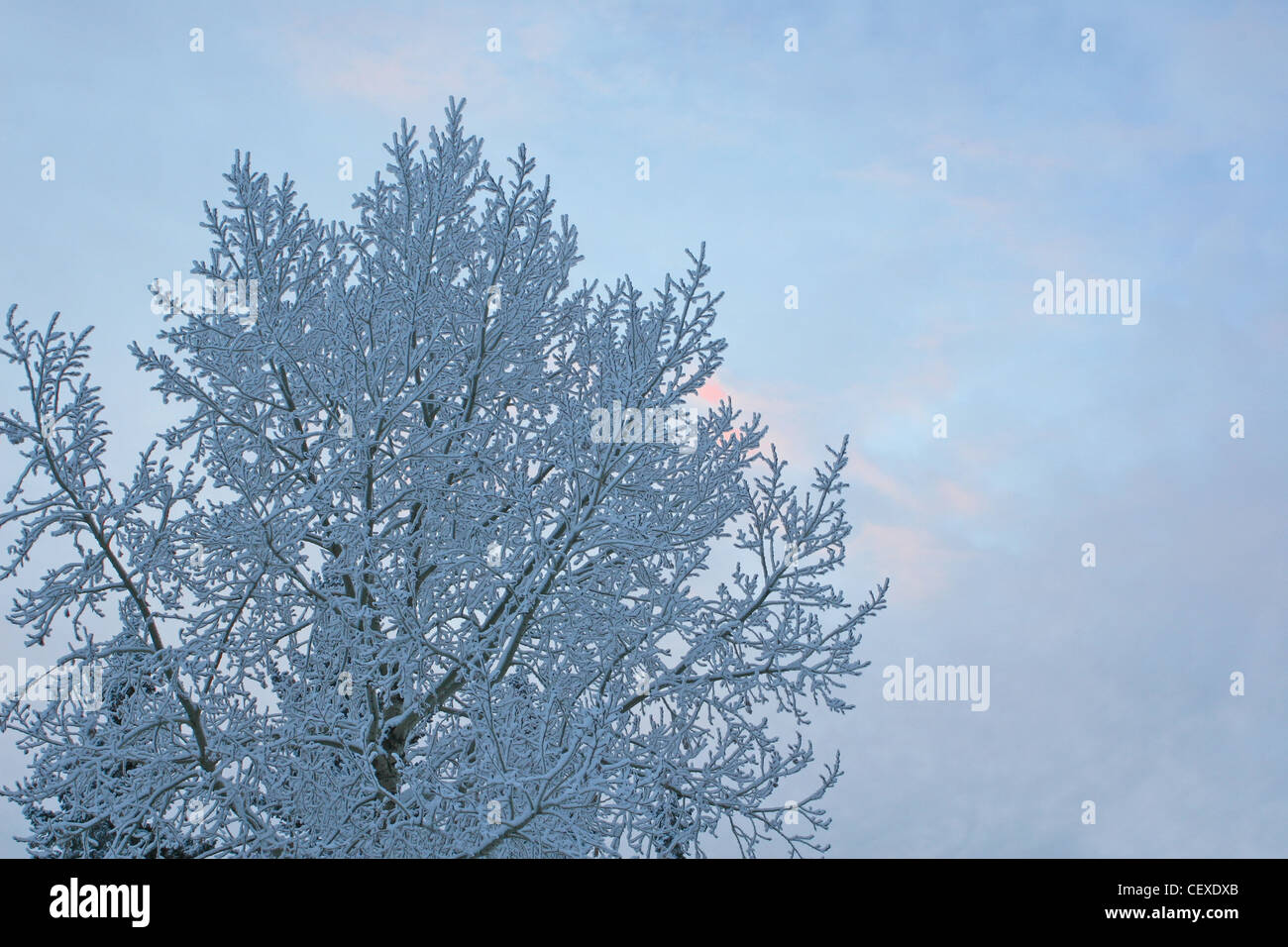 Winter Szenen Aus Calgary Alberta Kanada Schnee Und Raureif Auf Asten Stockfotografie Alamy