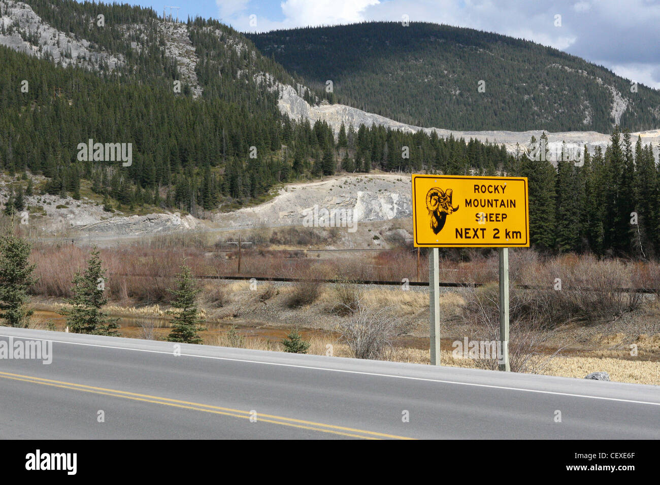 Rocky Mountain Schafe auf der Straße-Warnschild Stockfoto