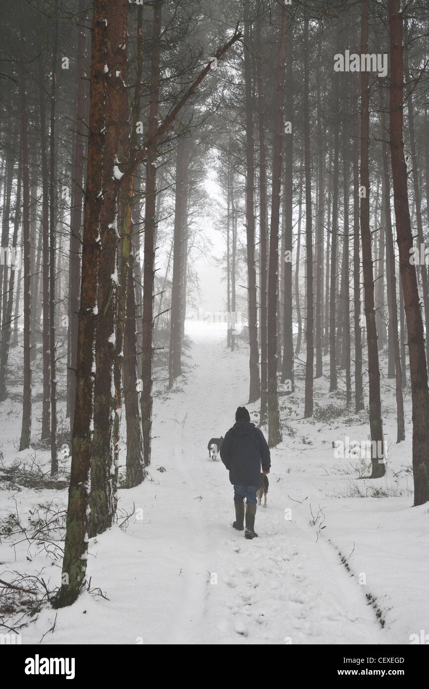 Mann im Schnee bedeckten Waldweg Wandern mit Hunden Stockfoto