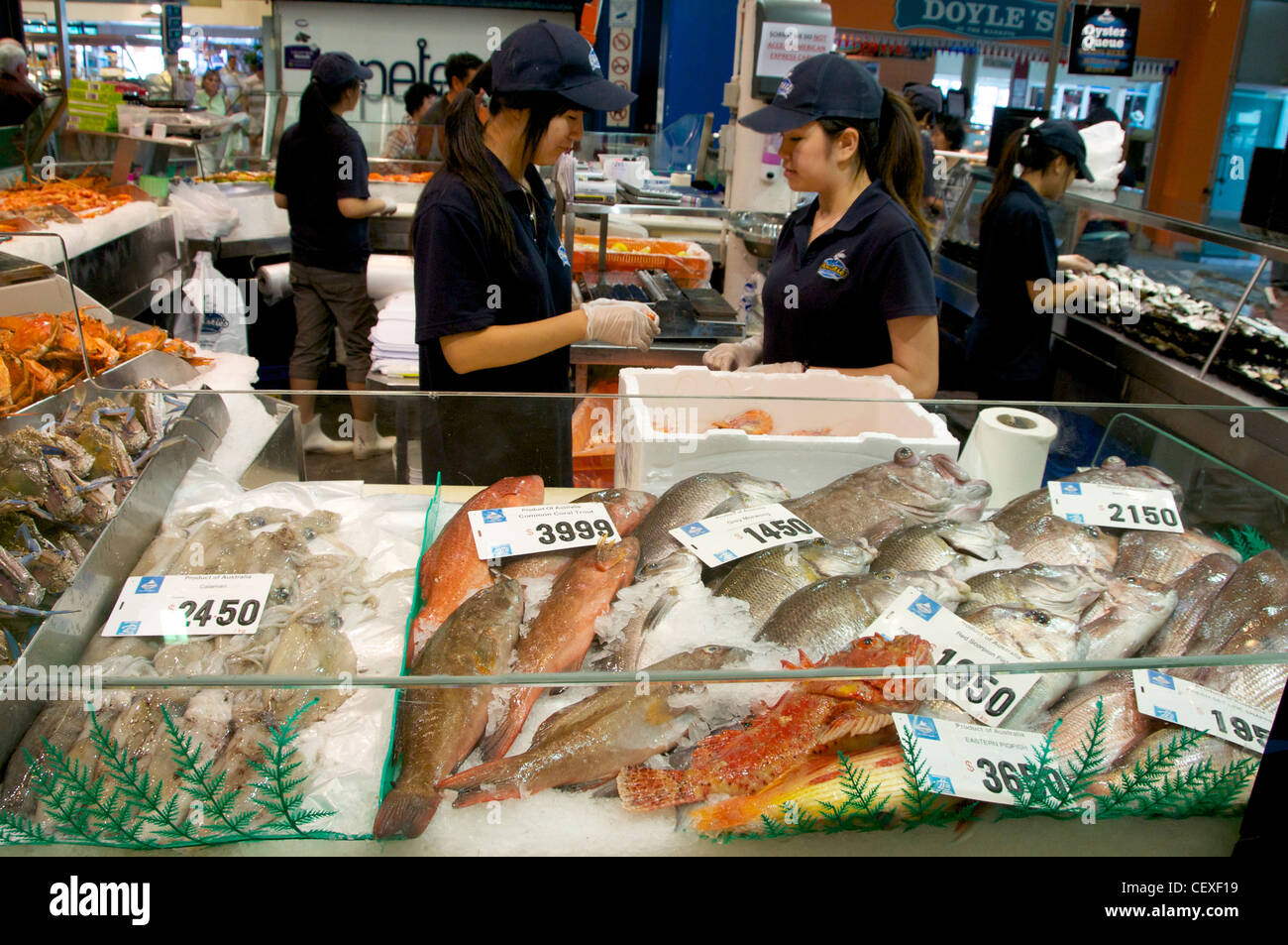 Fisch zum Verkauf an die Australien Sydney Fish Market Stockfoto