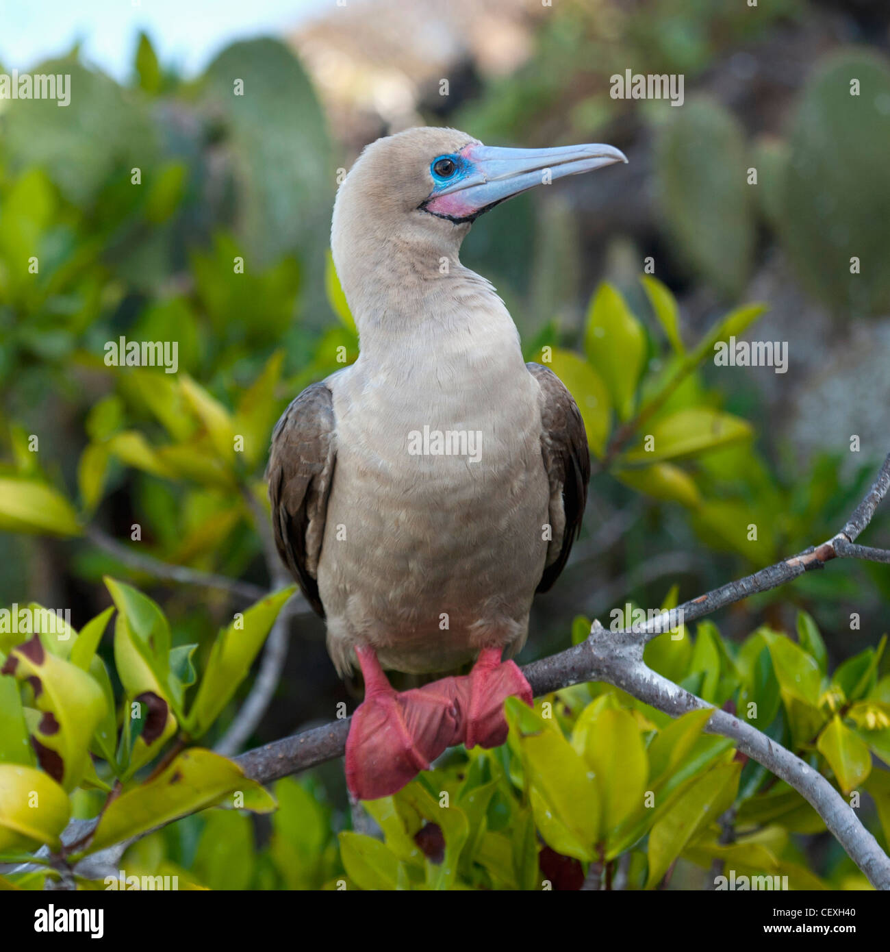 eine Red-footed Sprengfallen (Sula Sula); Galapagos, Ecuador Stockfoto