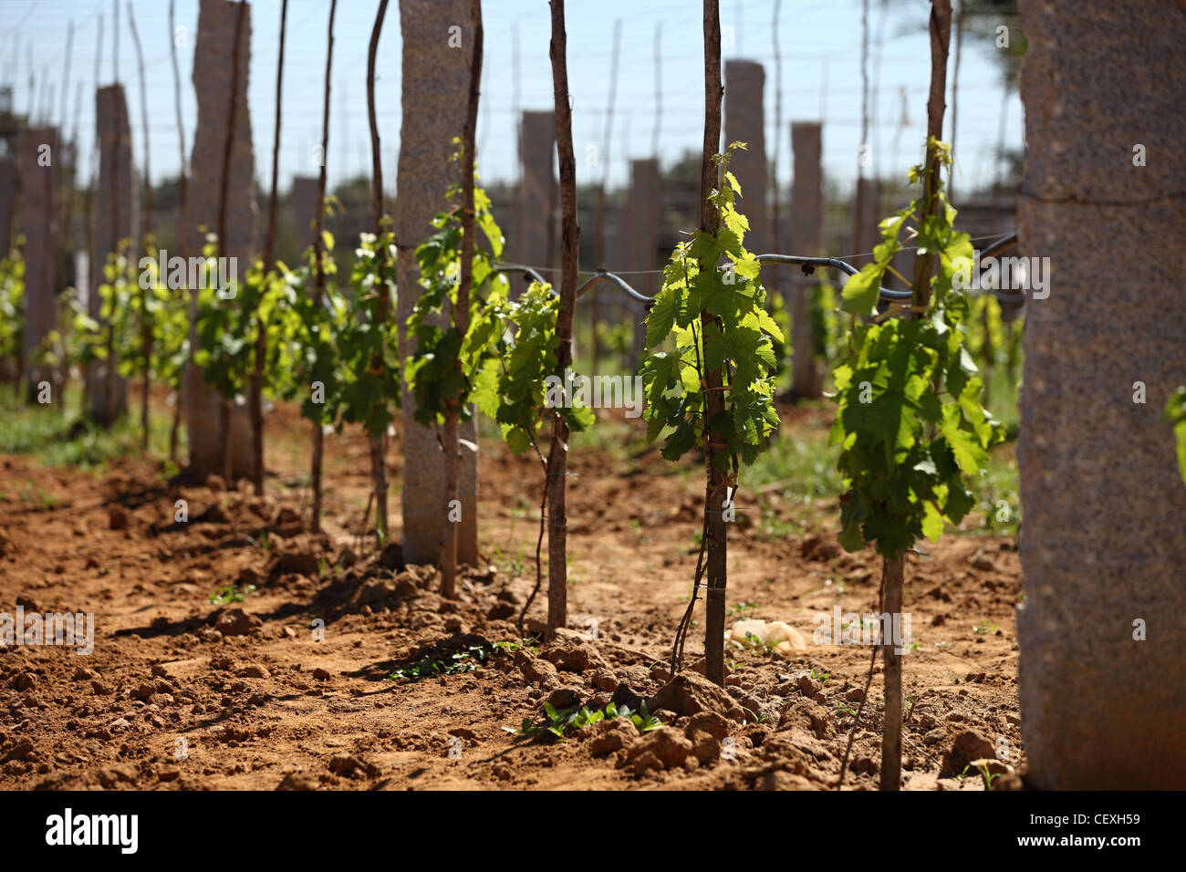 Weingut Andhra Pradesh in Südindien Stockfoto