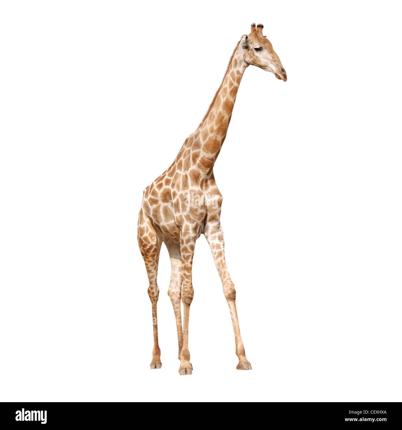 wildes Tier Giraffe isoliert Stockfoto