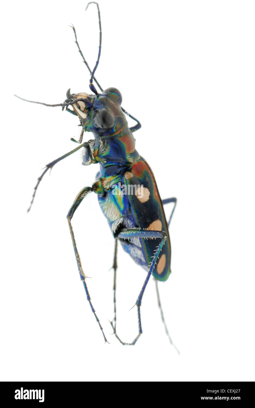 Sandlaufkäfer Wanze Insekt isoliert auf weiss Stockfoto