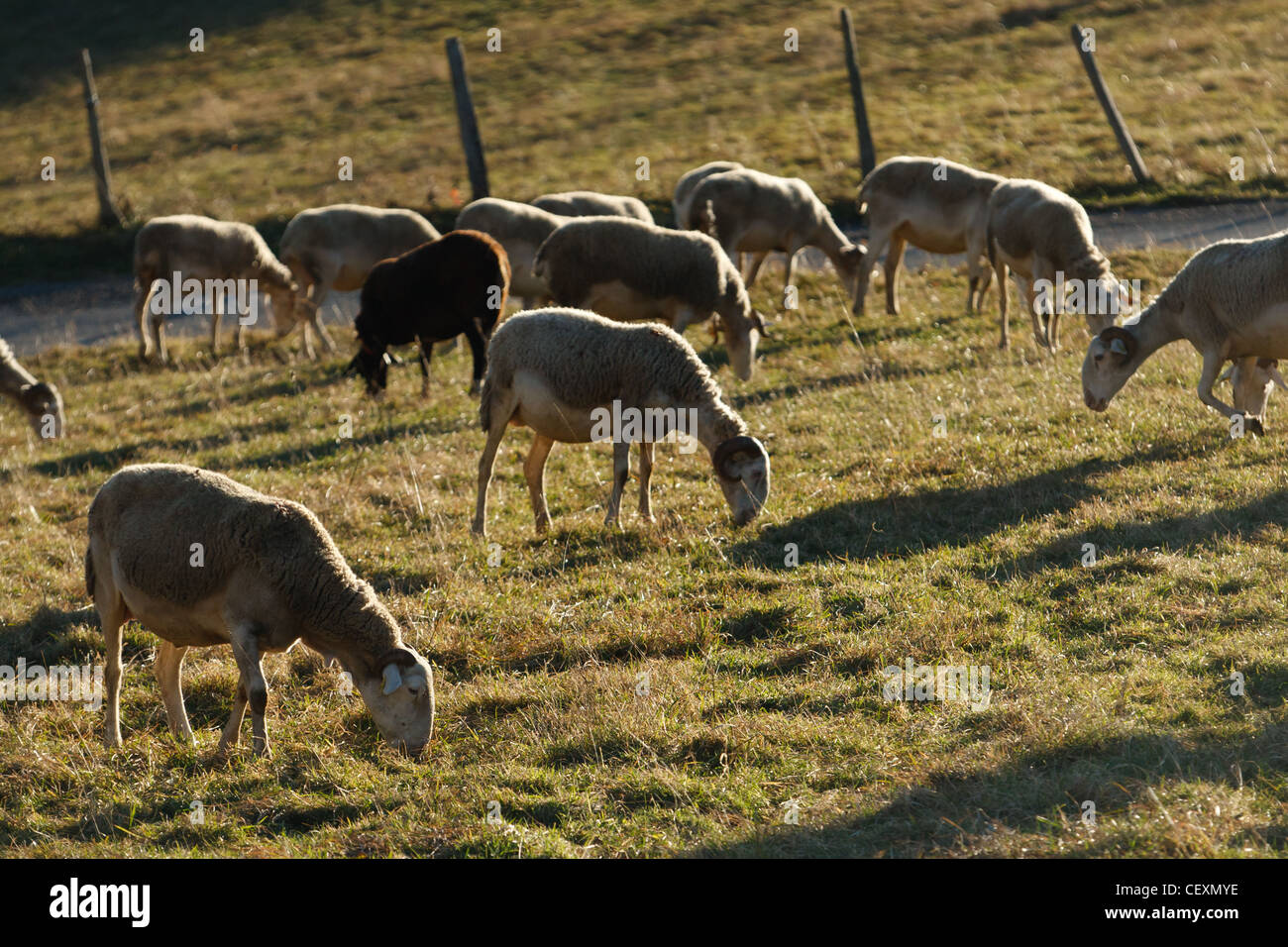 Schafe weiden in der Nähe von Alos, Ariege, Pyrenäen, Frankreich. Stockfoto