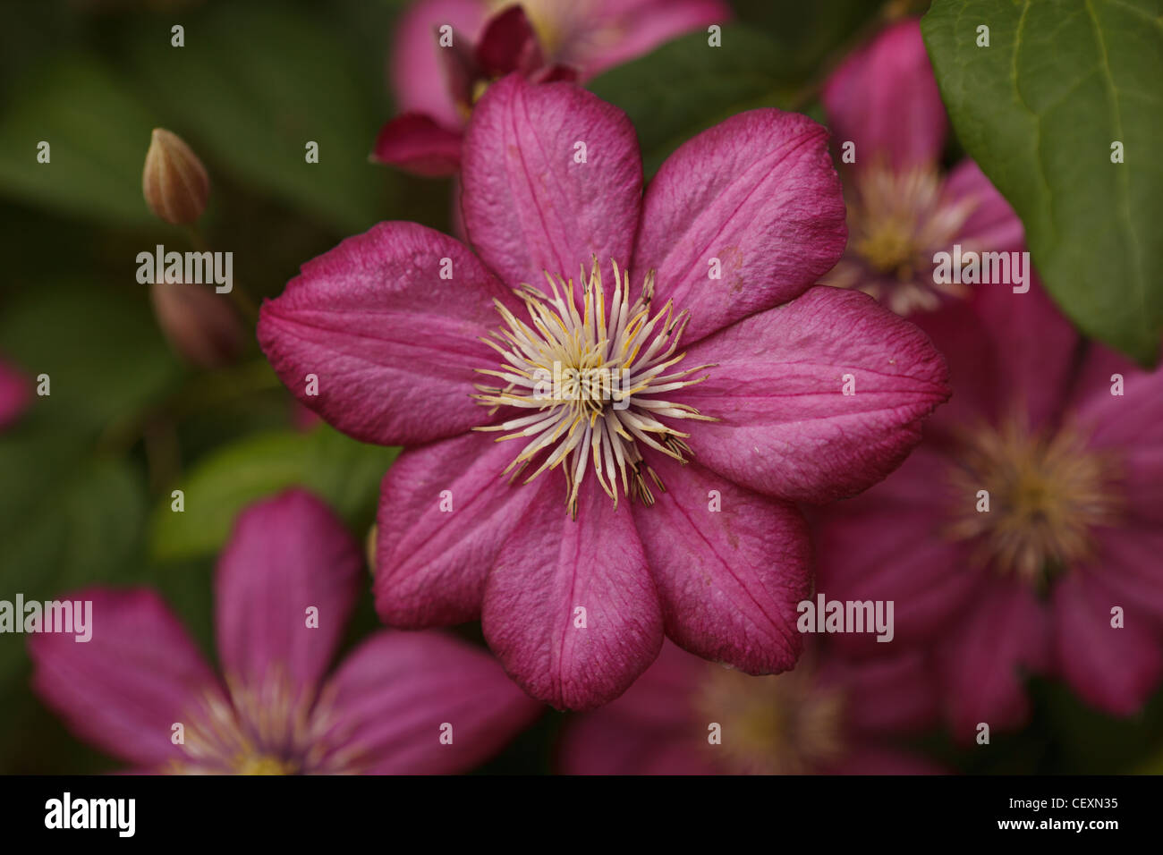 Rittersporn Blüte Stockfoto