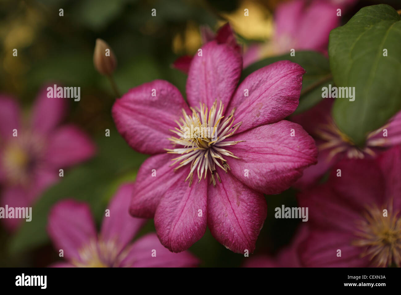 Rittersporn Blüte Stockfoto