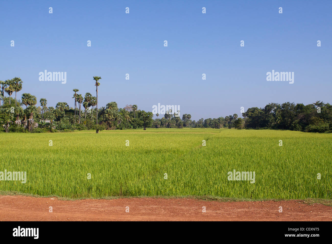 Blick auf Reisfelder mit jungen Reispflanzen und Palmen in der Ferne auf den Schotterweg von Siem Reap nach Angkor Wat Stockfoto