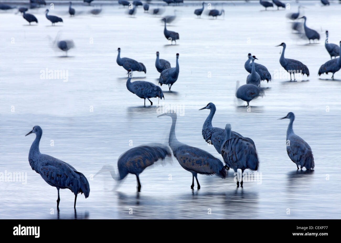 Kraniche Bosque del Apache, New-Mexico-USA Stockfoto