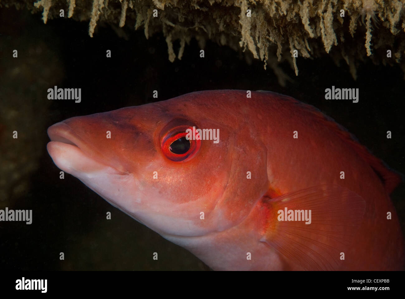 Kuckuck Lippfisch auf Handschellen Riff, Cornwall Stockfoto