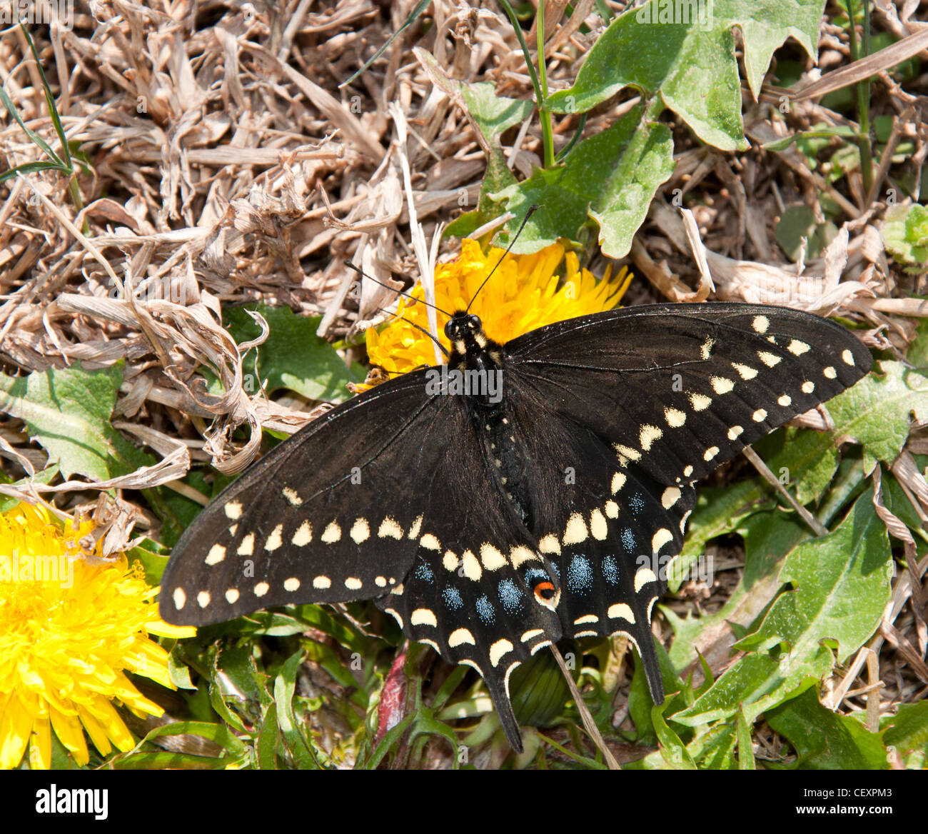 Weibliche schwarze Schwalbenschwanz Schmetterlinge ernähren sich von kleinen Löwenzahn im zeitigen Frühjahr Stockfoto