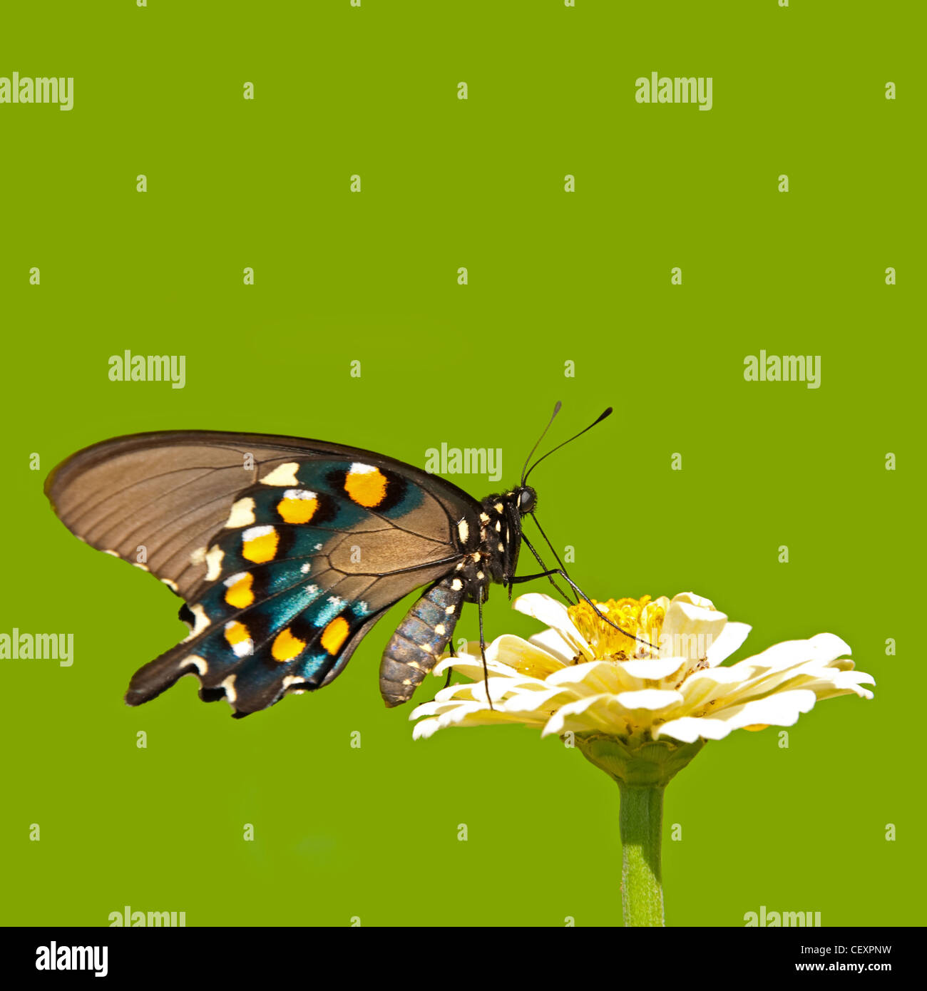Grün-Schwalbenschwanz Schmetterling Fütterung auf eine blass gelbe Zinnia auf grünem Hintergrund Stockfoto