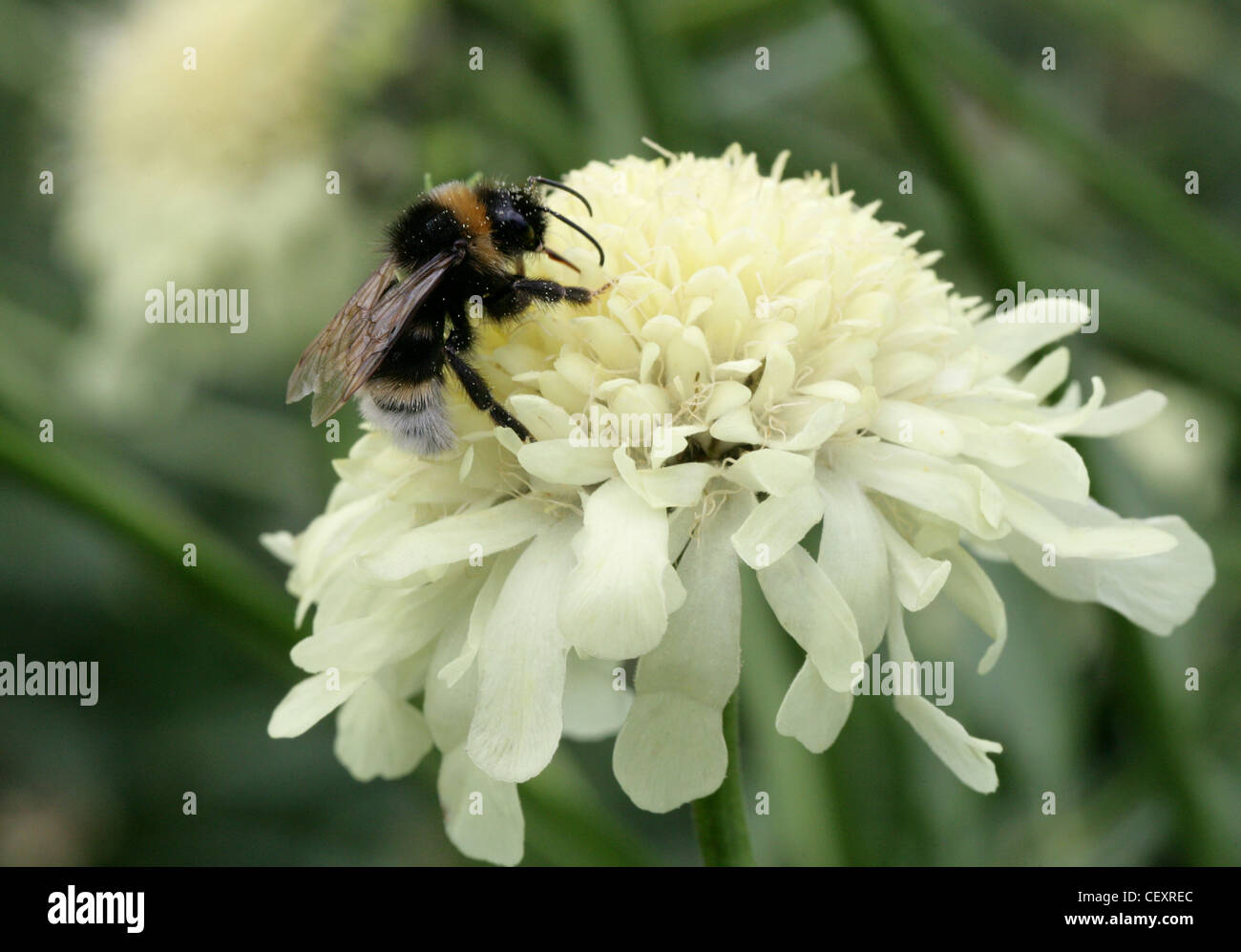 Heide-Hummel, Bombus Jonellus, Apinae, Apidae, Hymenopteren auf Trauer-Braut, Nadelkissen Blume, Scabius, Scabios Songarica. Stockfoto