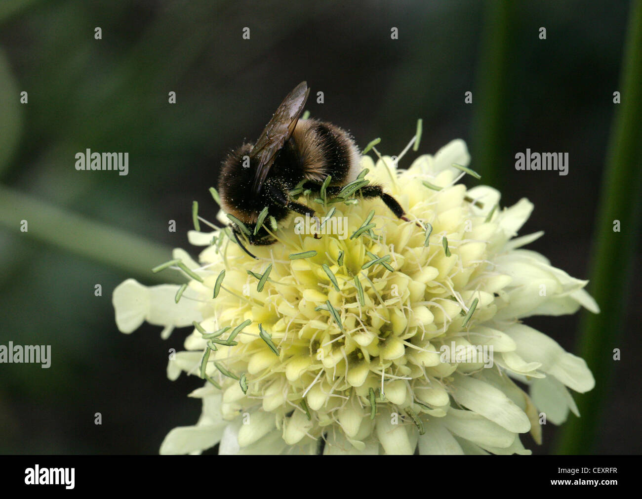 Heide-Hummel, Bombus Jonellus, Apinae, Apidae, Hymenopteren auf Trauer-Braut, Nadelkissen Blume, Scabius, Scabios Songarica. Stockfoto