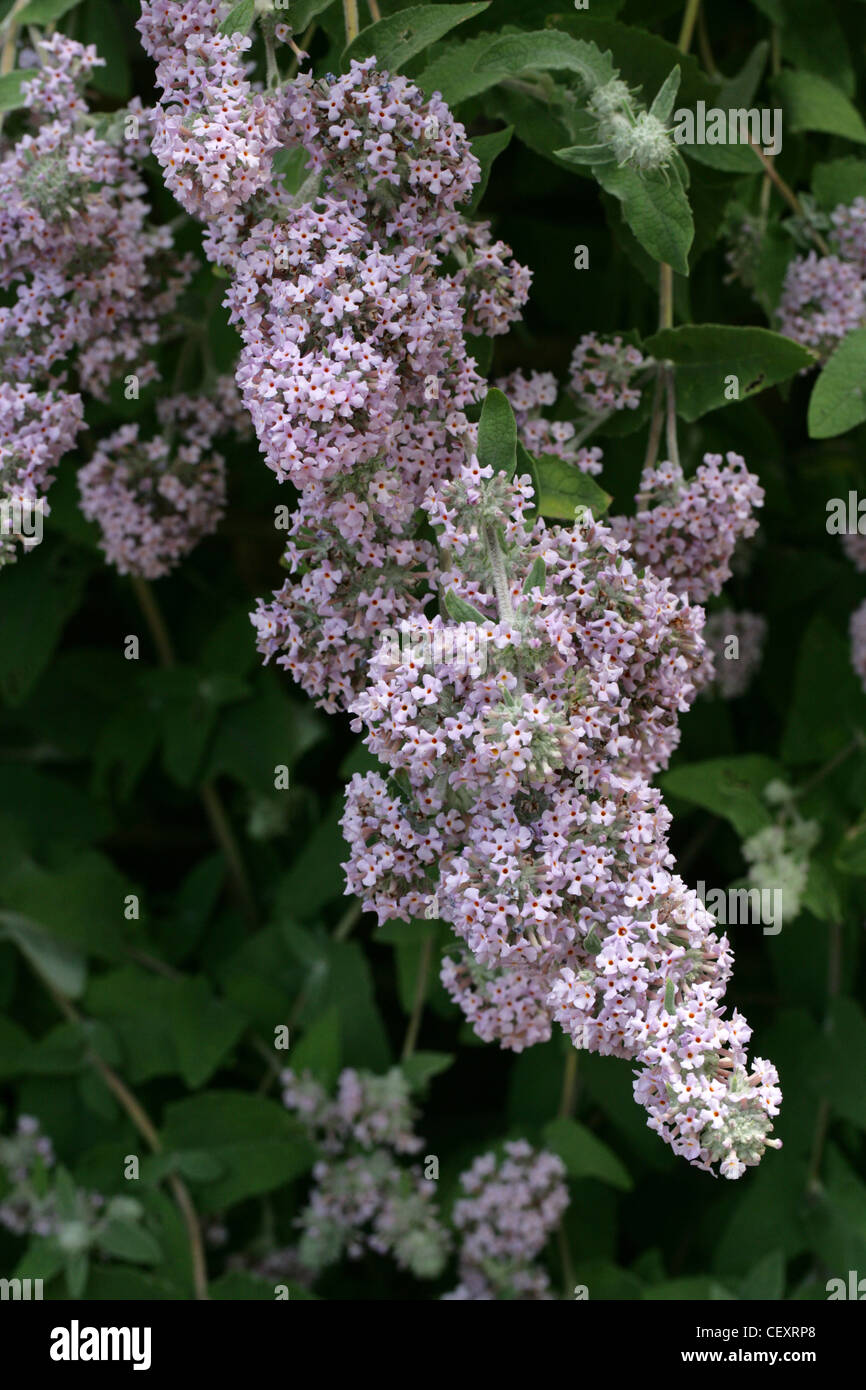 Himalaya-Schmetterlingsstrauch Buddleja Crispa, Scrophulariaceae. Eingeborener nach Afghanistan, Bhutan, Nord-Indien, Nepal, Pakistan, China. Stockfoto