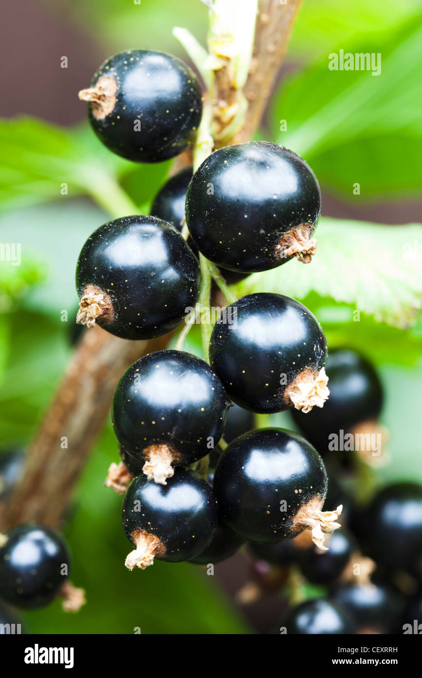 Eine Nahaufnahme von Blackcurrent Obst (Ribes Nigrum) mit Regentropfen an der Frucht Stockfoto