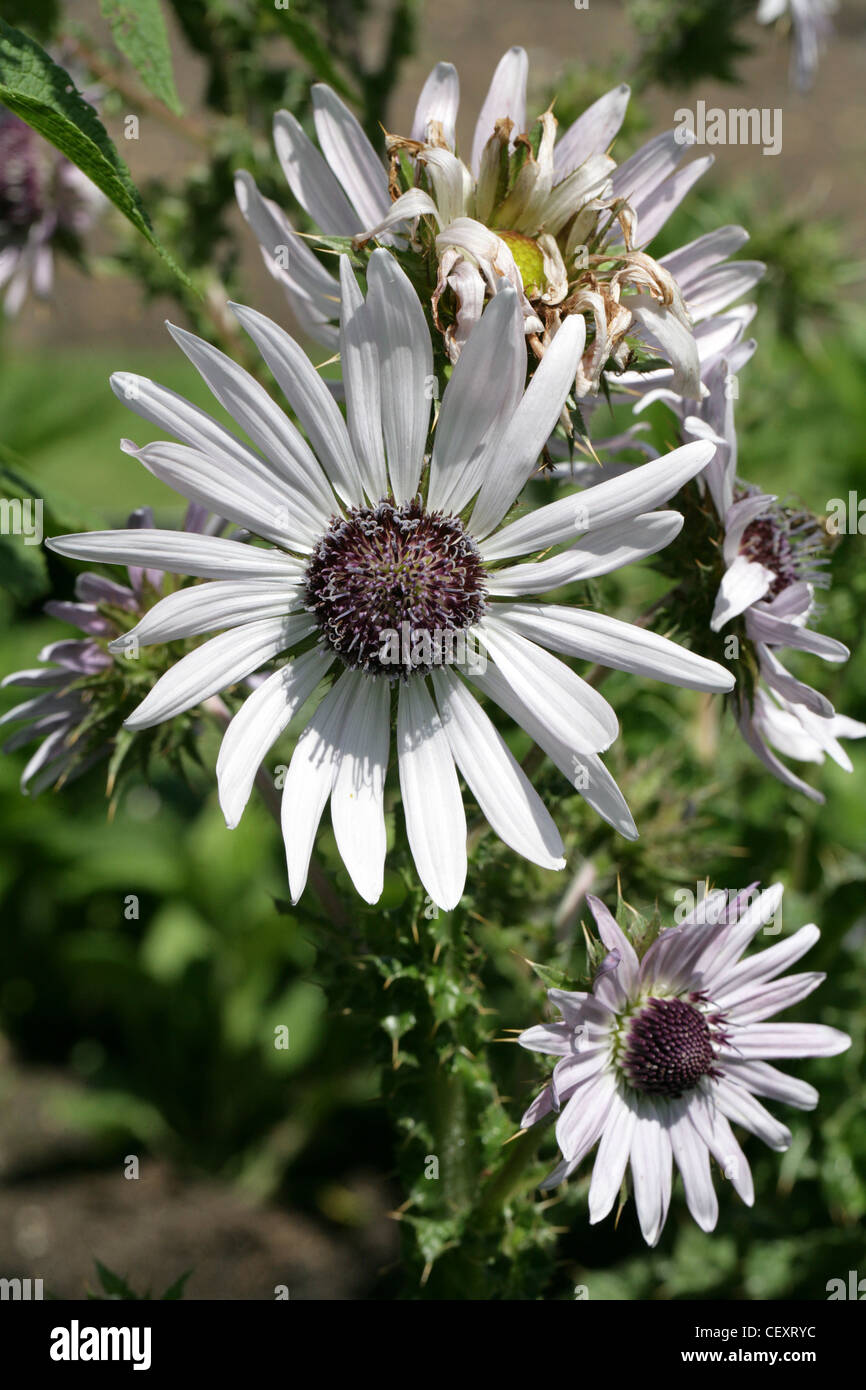 Distel, Berkheya Purpurea, Arctotideae, Asteraceae. Aka lila Berkheya; Sy Stobaea Purpurea. Heimisch in Süd Afrika. Stockfoto