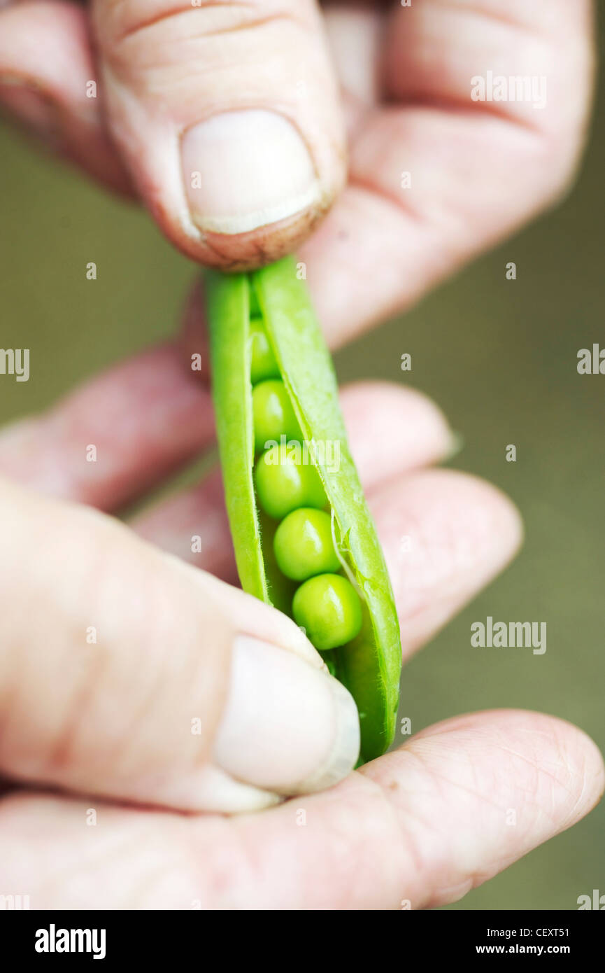 Ältere Gärtner halten frisch gepflückt Erbsen in einer Schote Stockfoto