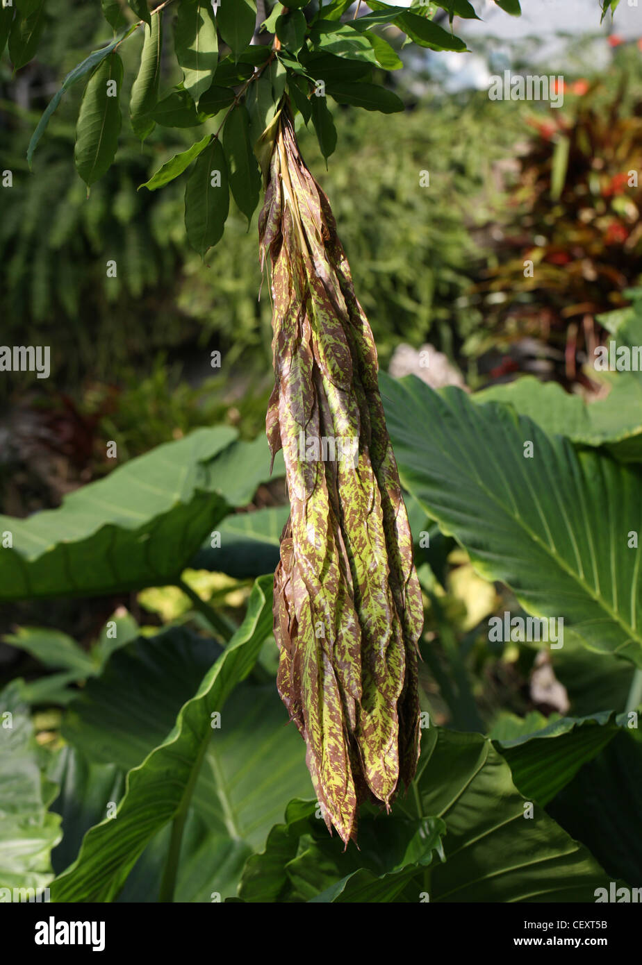 Seed Pods der von Venezuela Rosenstock, Brownea Grandiceps, Caesalpinioideae, Fabaceae. Aka Brownea, Rose des Dschungels. Stockfoto