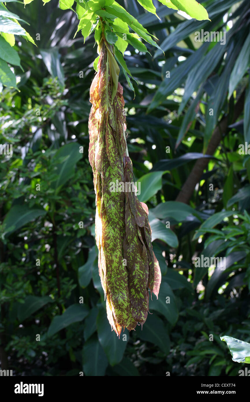Seed Pods der von Venezuela Rosenstock, Brownea Grandiceps, Caesalpinioideae, Fabaceae. Aka Brownea, Rose des Dschungels. Stockfoto
