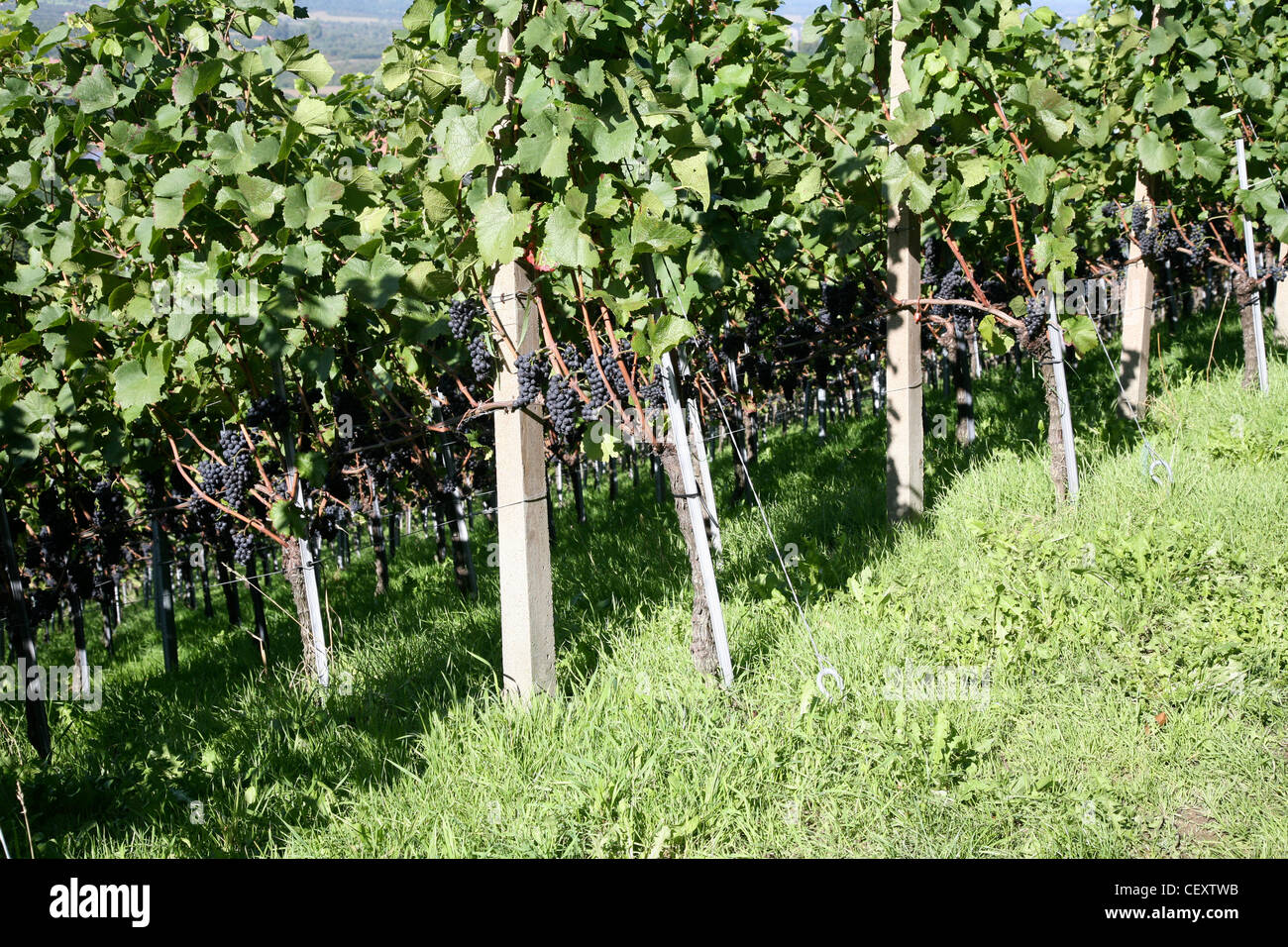 Mosel Weingut in Deutschland; Europa Stockfoto